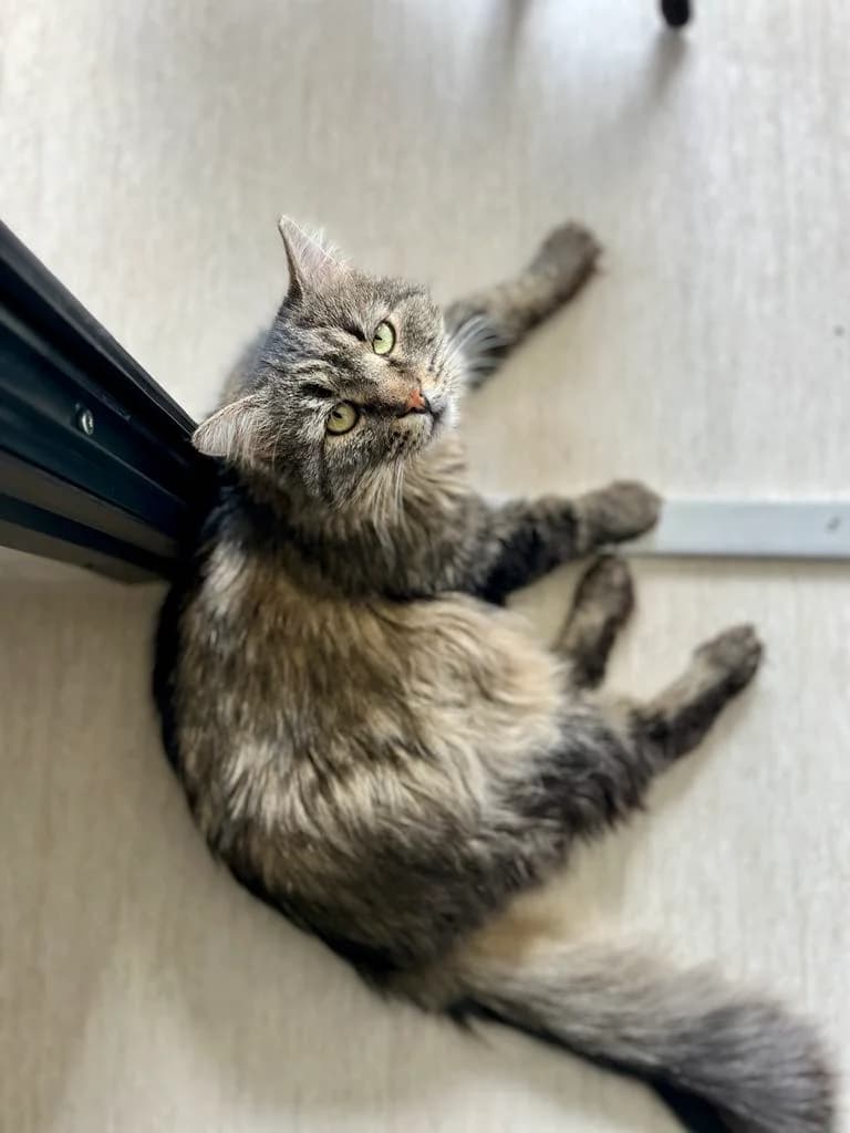 Fedia, male Mixed Breed for adoption at SOS Gyvūnai, Šalčininkų r. sav. — photo 6 of 7