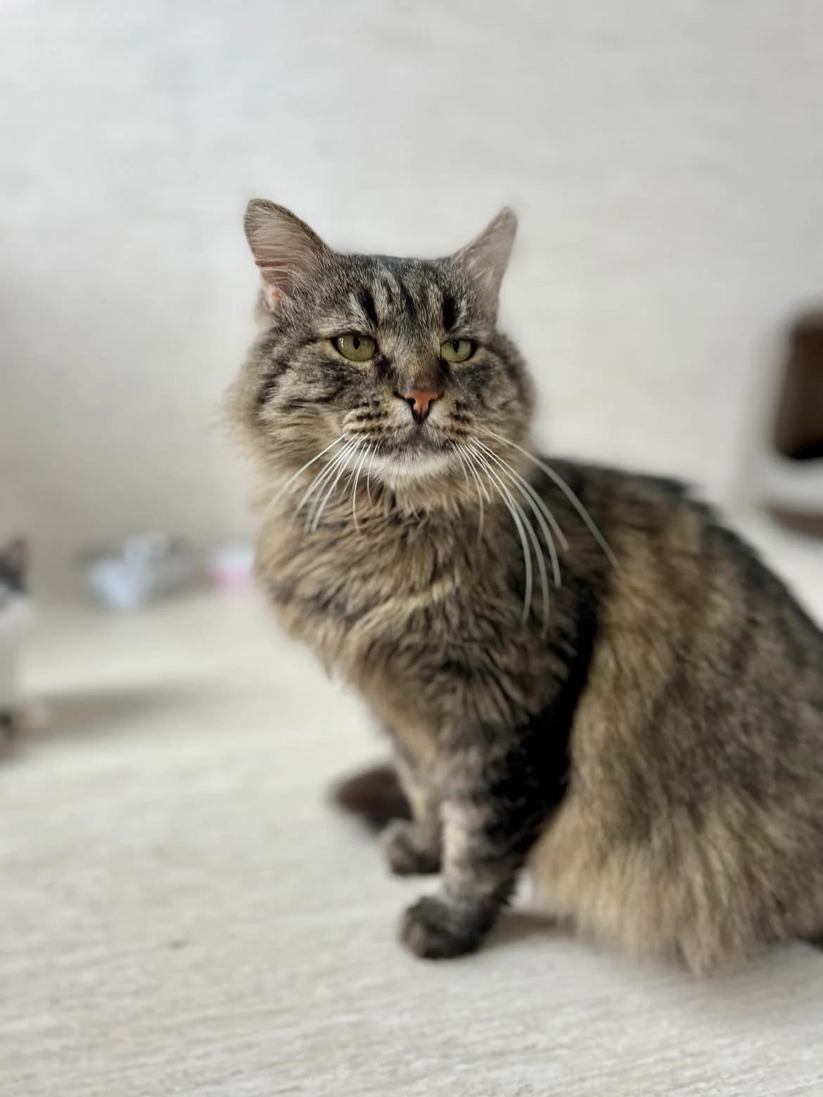 Fedia, male Mixed Breed for adoption at SOS Gyvūnai, Šalčininkų r. sav. — photo 7 of 7