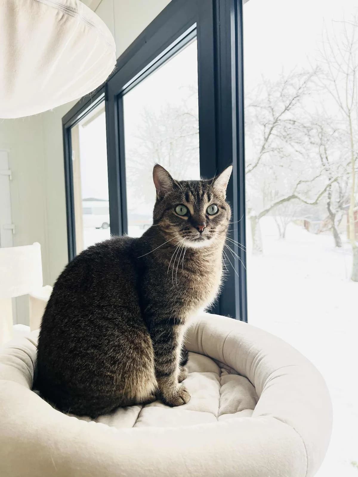 Viada,  Mixed Breed for adoption at SOS Gyvūnai, Šalčininkų r. sav. — photo 2 of 3