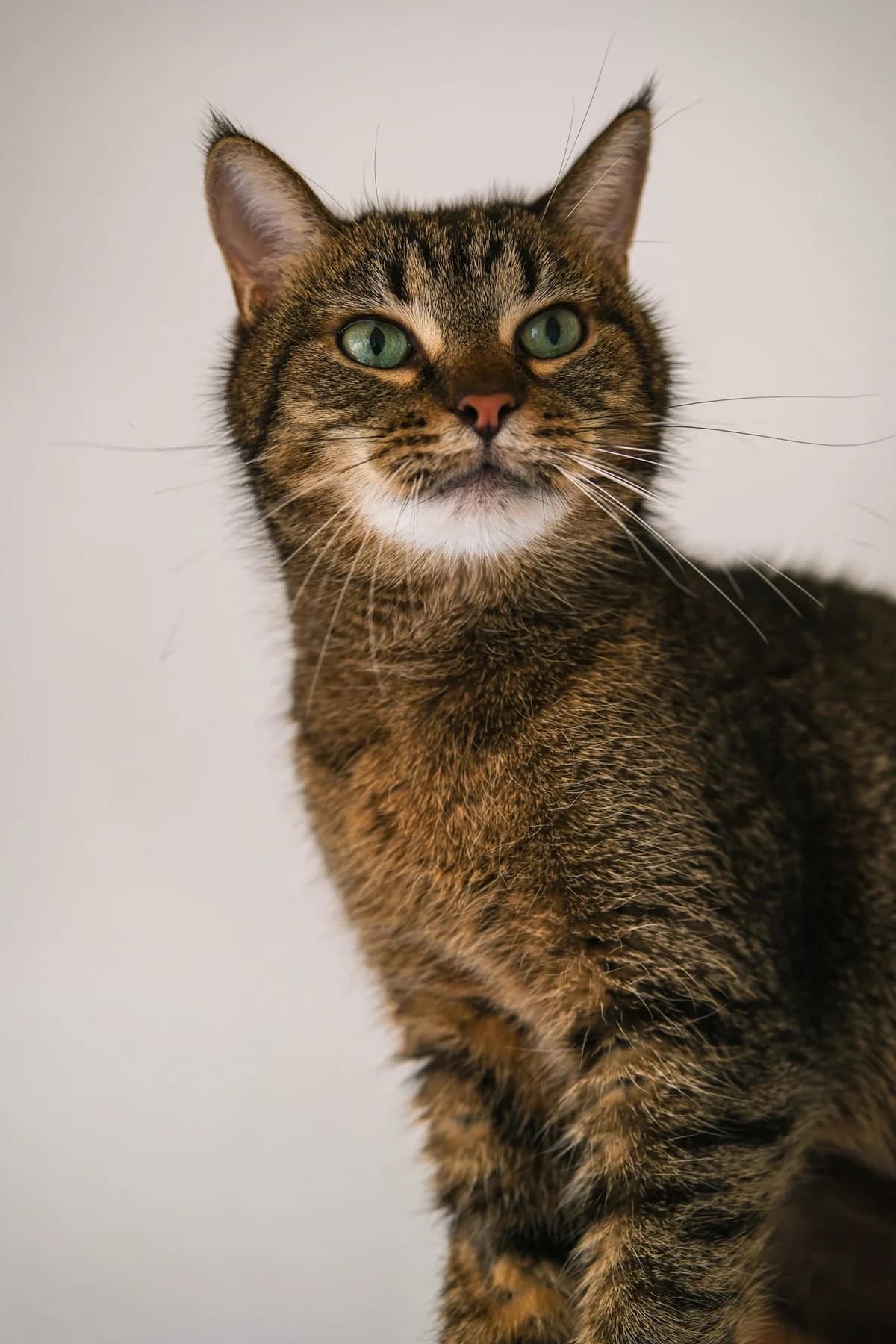 Viada,  Mixed Breed for adoption at SOS Gyvūnai, Šalčininkų r. sav. — photo 3 of 3