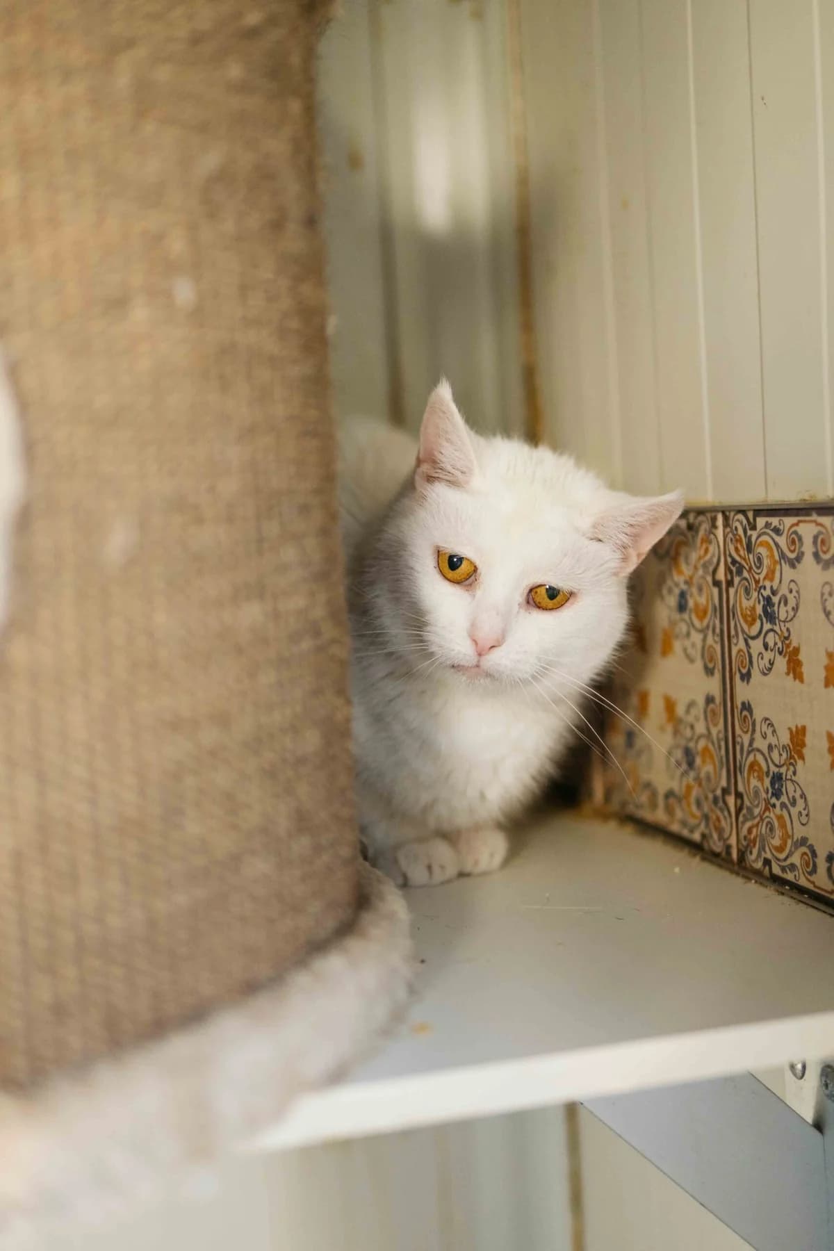 Estrela,  Mixed Breed for adoption at SOS Gyvūnai, Šalčininkų r. sav.