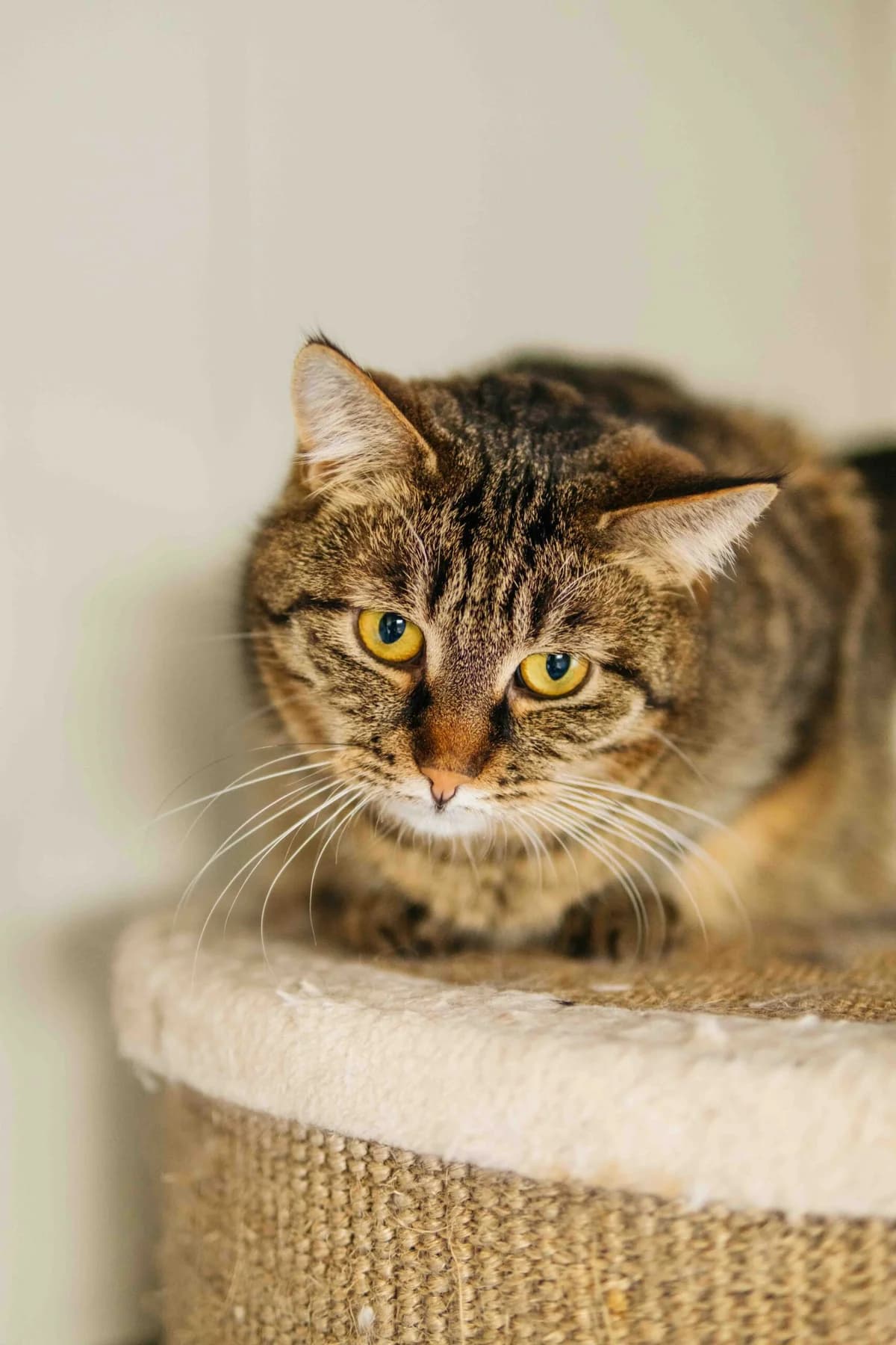 Tira,  Mixed Breed for adoption at SOS Gyvūnai, Šalčininkų r. sav.