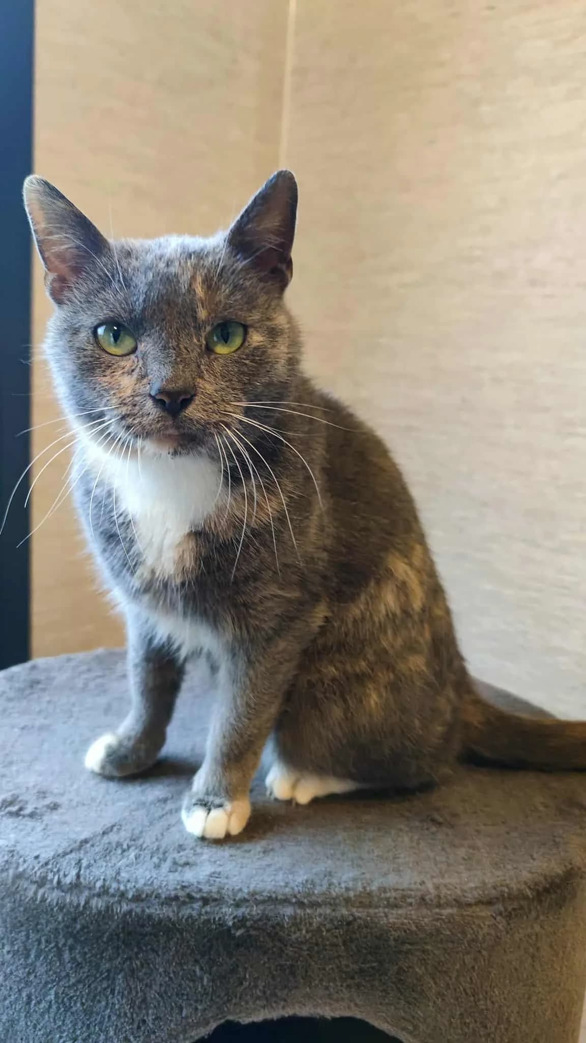 Leticija,  Mixed Breed for adoption at SOS Gyvūnai, Šalčininkų r. sav.
