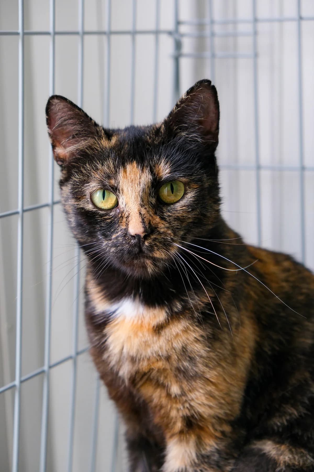 Morė,  Mixed Breed for adoption at SOS Gyvūnai, Šalčininkų r. sav.