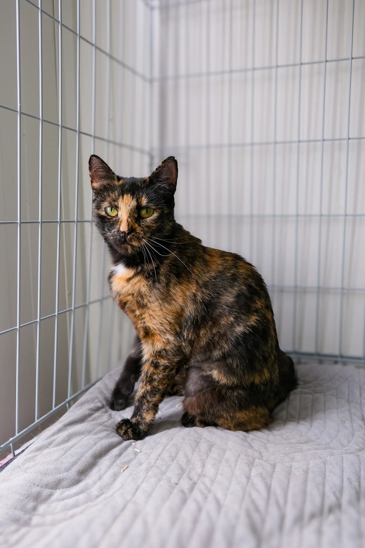 Morė,  Mixed Breed for adoption at SOS Gyvūnai, Šalčininkų r. sav. — photo 2 of 2