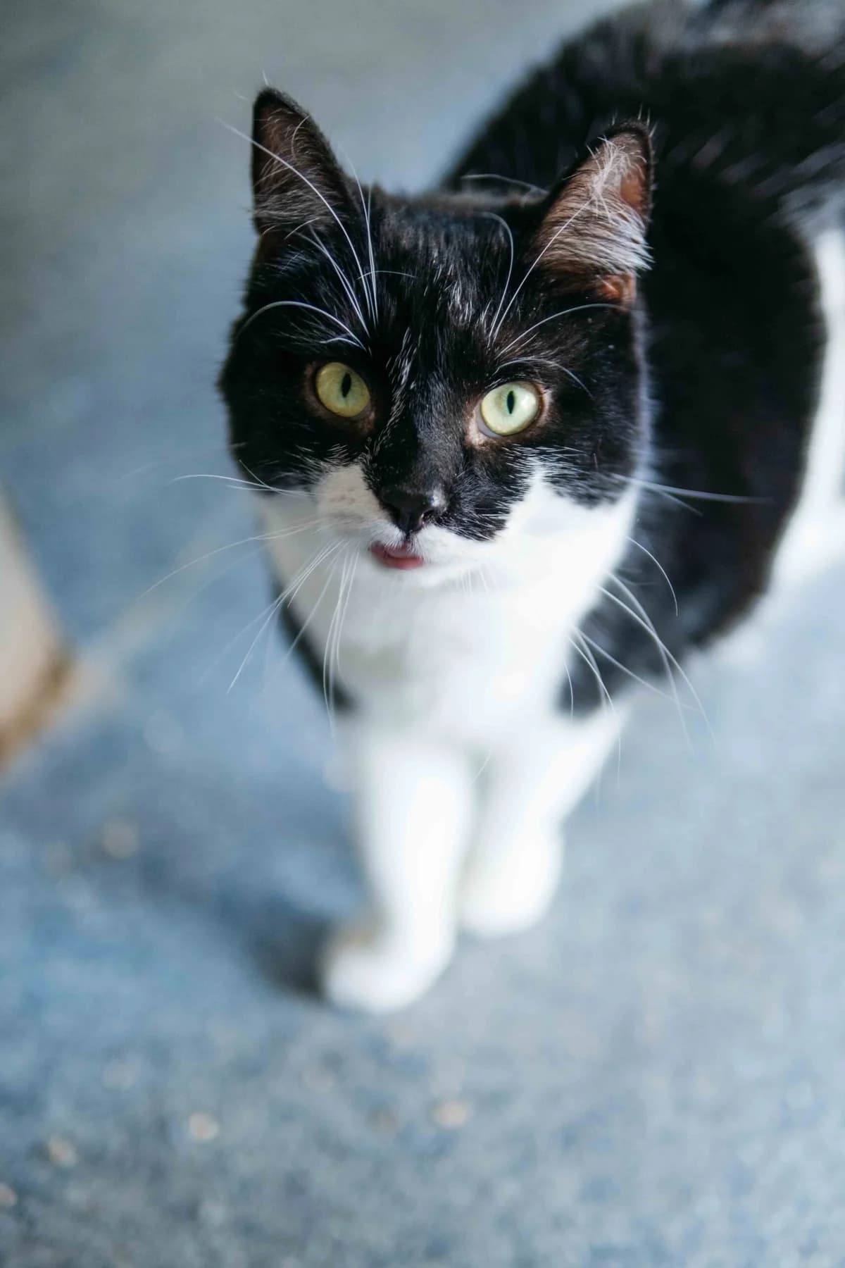 Nera,  Mixed Breed for adoption at SOS Gyvūnai, Šalčininkų r. sav.