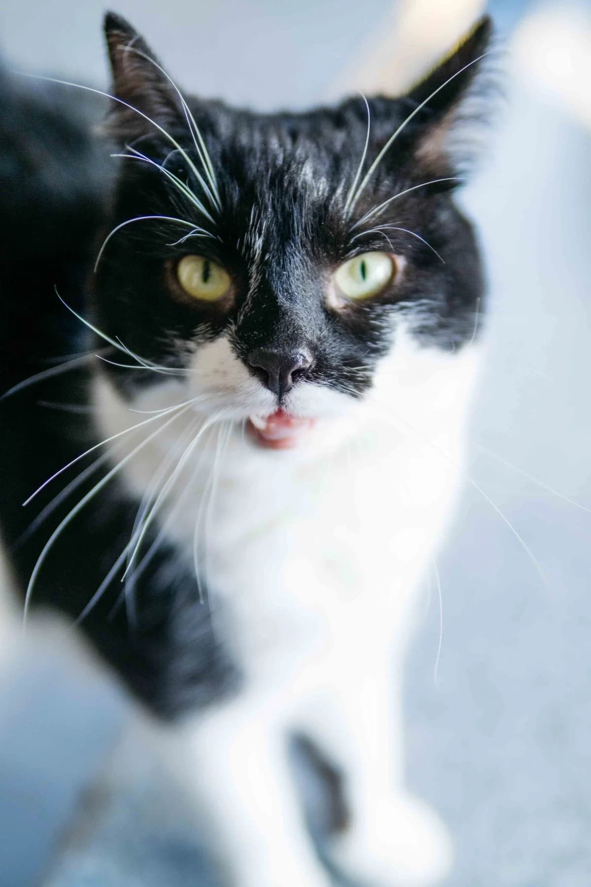 Nera,  Mixed Breed for adoption at SOS Gyvūnai, Šalčininkų r. sav. — photo 2 of 3