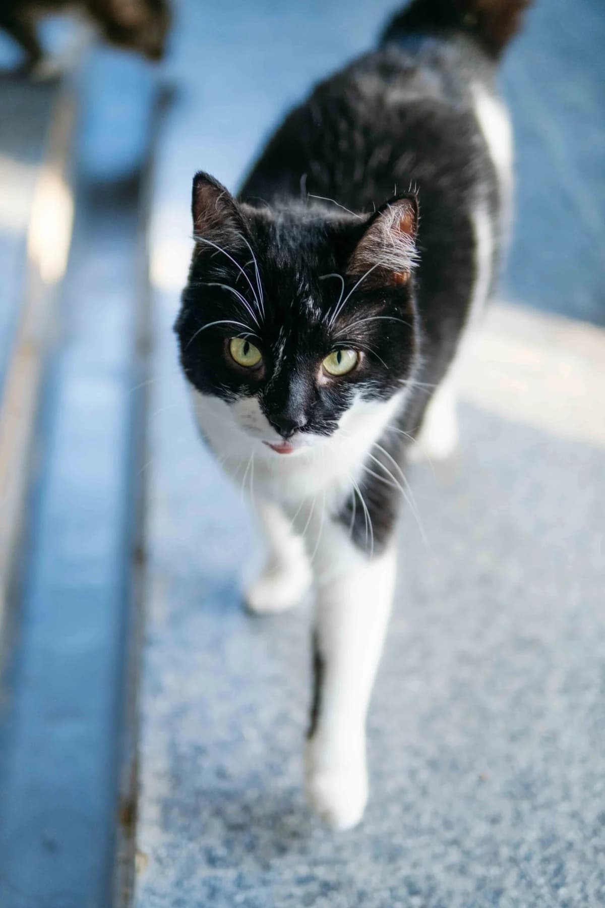 Nera,  Mixed Breed for adoption at SOS Gyvūnai, Šalčininkų r. sav. — photo 3 of 3