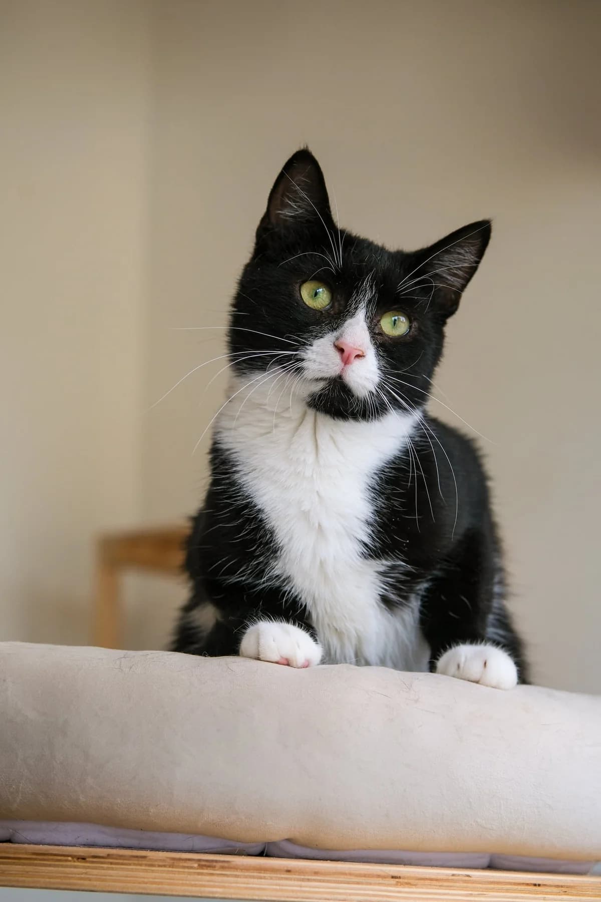 Diuma,  Mixed Breed for adoption at SOS Gyvūnai, Šalčininkų r. sav.