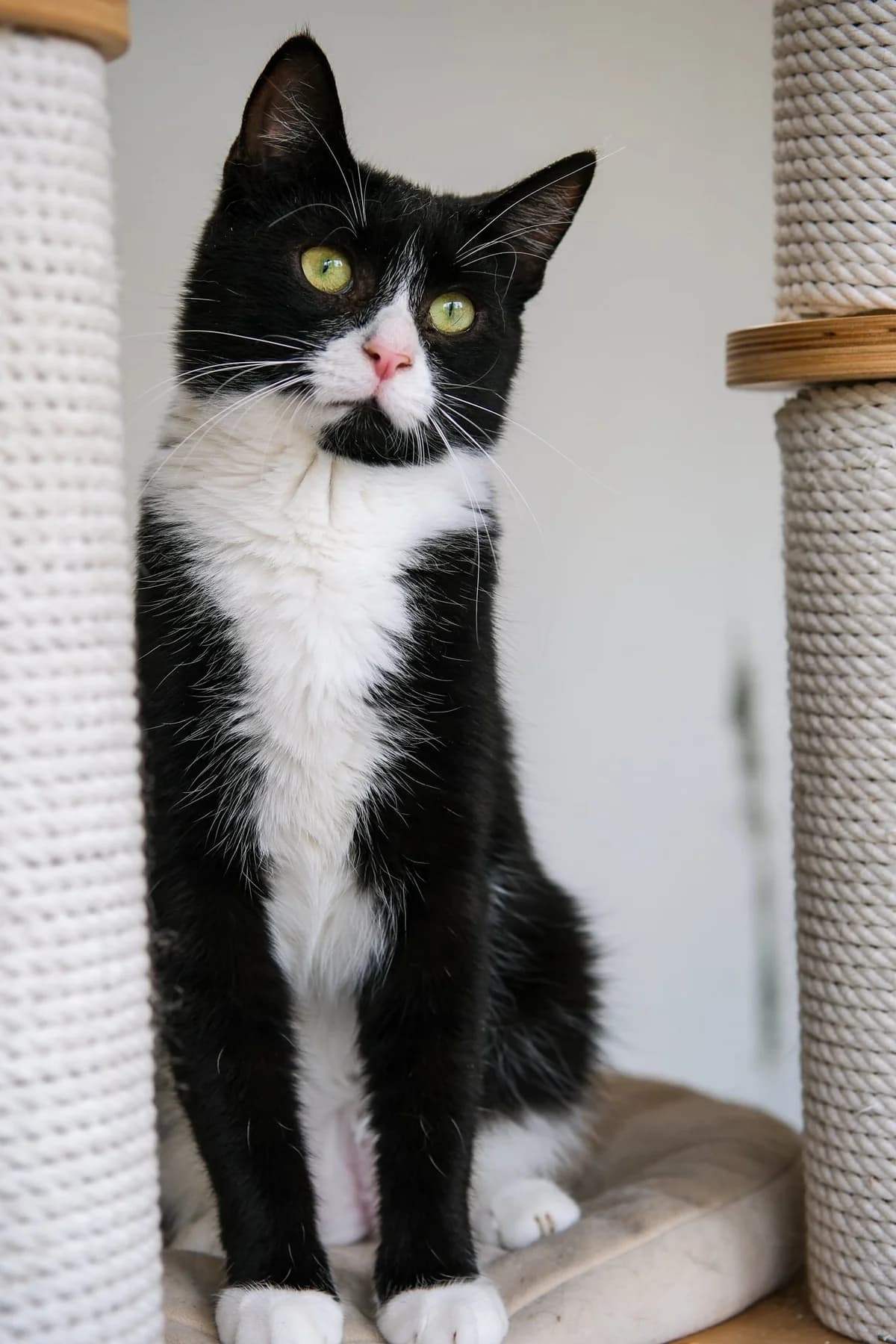 Diuma,  Mixed Breed for adoption at SOS Gyvūnai, Šalčininkų r. sav. — photo 2 of 2