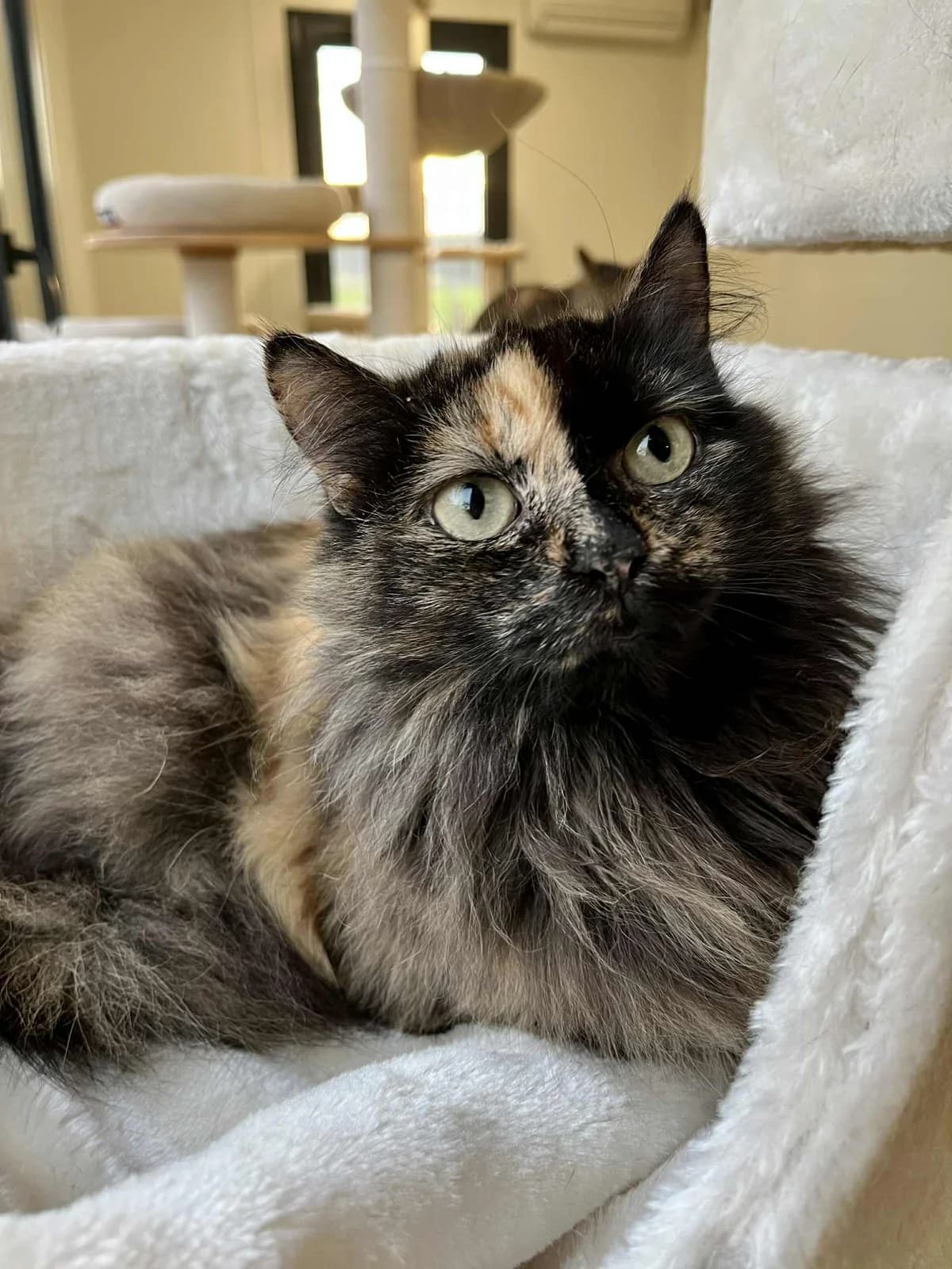 Frappuccino,  Mixed Breed for adoption at SOS Gyvūnai, Šalčininkų r. sav.