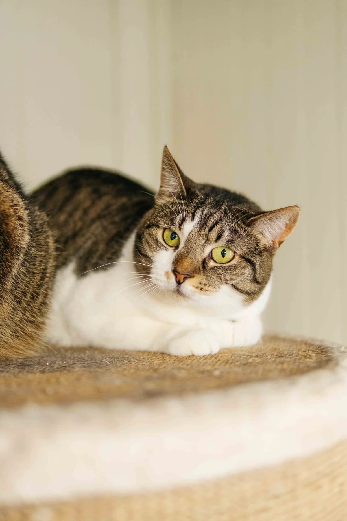 Moneta,  Mixed Breed for adoption at SOS Gyvūnai, Šalčininkų r. sav.