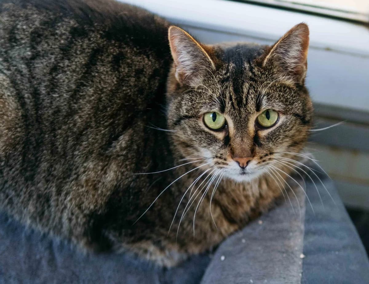Pinavija,  Mixed Breed for adoption at SOS Gyvūnai, Šalčininkų r. sav.