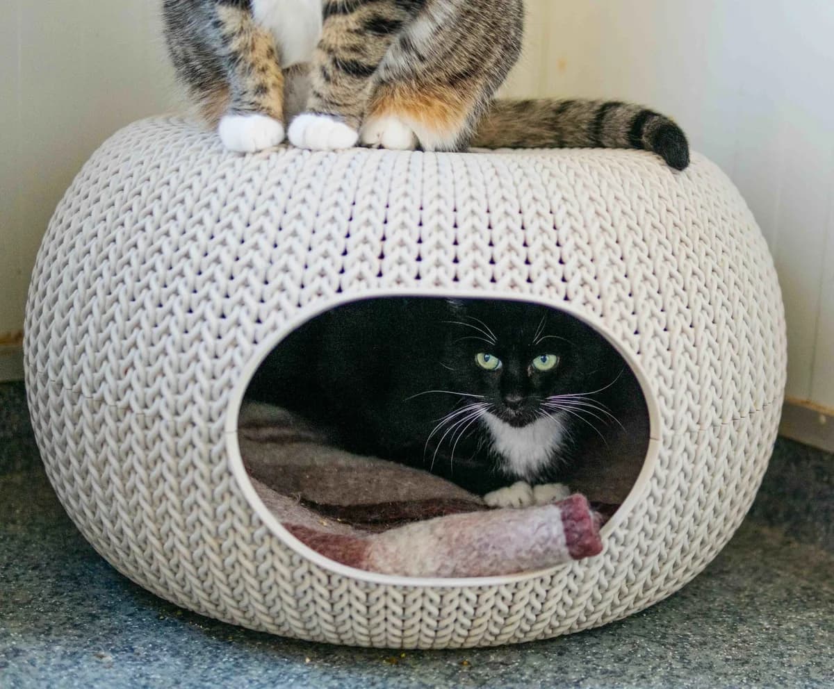 Aviža,  Mixed Breed for adoption at SOS Gyvūnai, Šalčininkų r. sav.