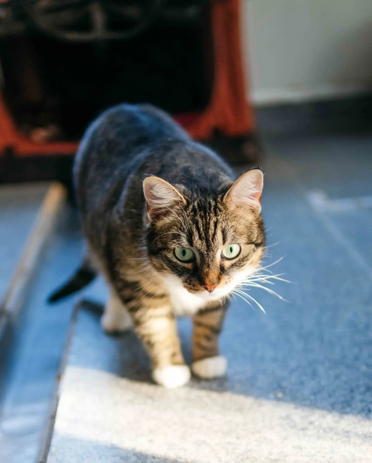 Reta,  Mixed Breed for adoption at SOS Gyvūnai, Šalčininkų r. sav.
