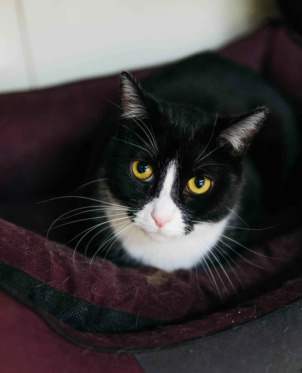 Tafel, male Mixed Breed for adoption at SOS Gyvūnai, Šalčininkų r. sav.