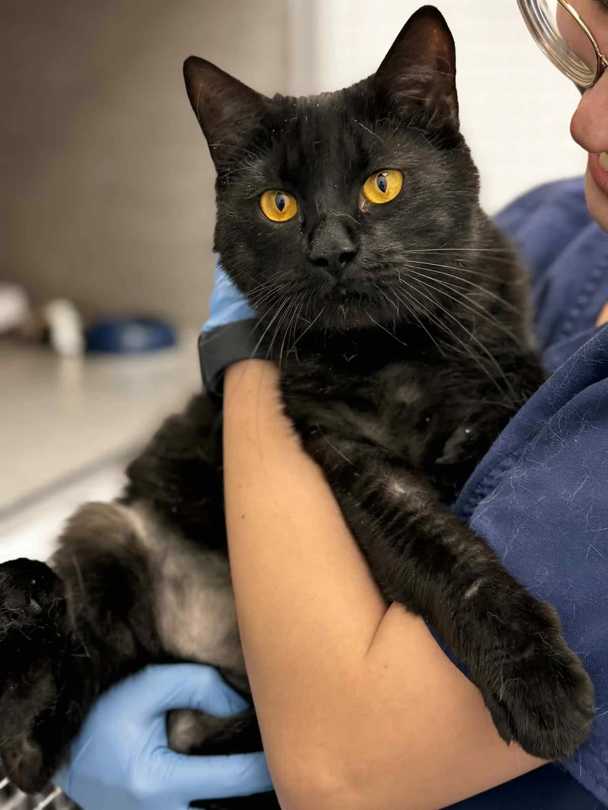 Ogis, male Mixed Breed for adoption at SOS Gyvūnai, Šalčininkų r. sav.