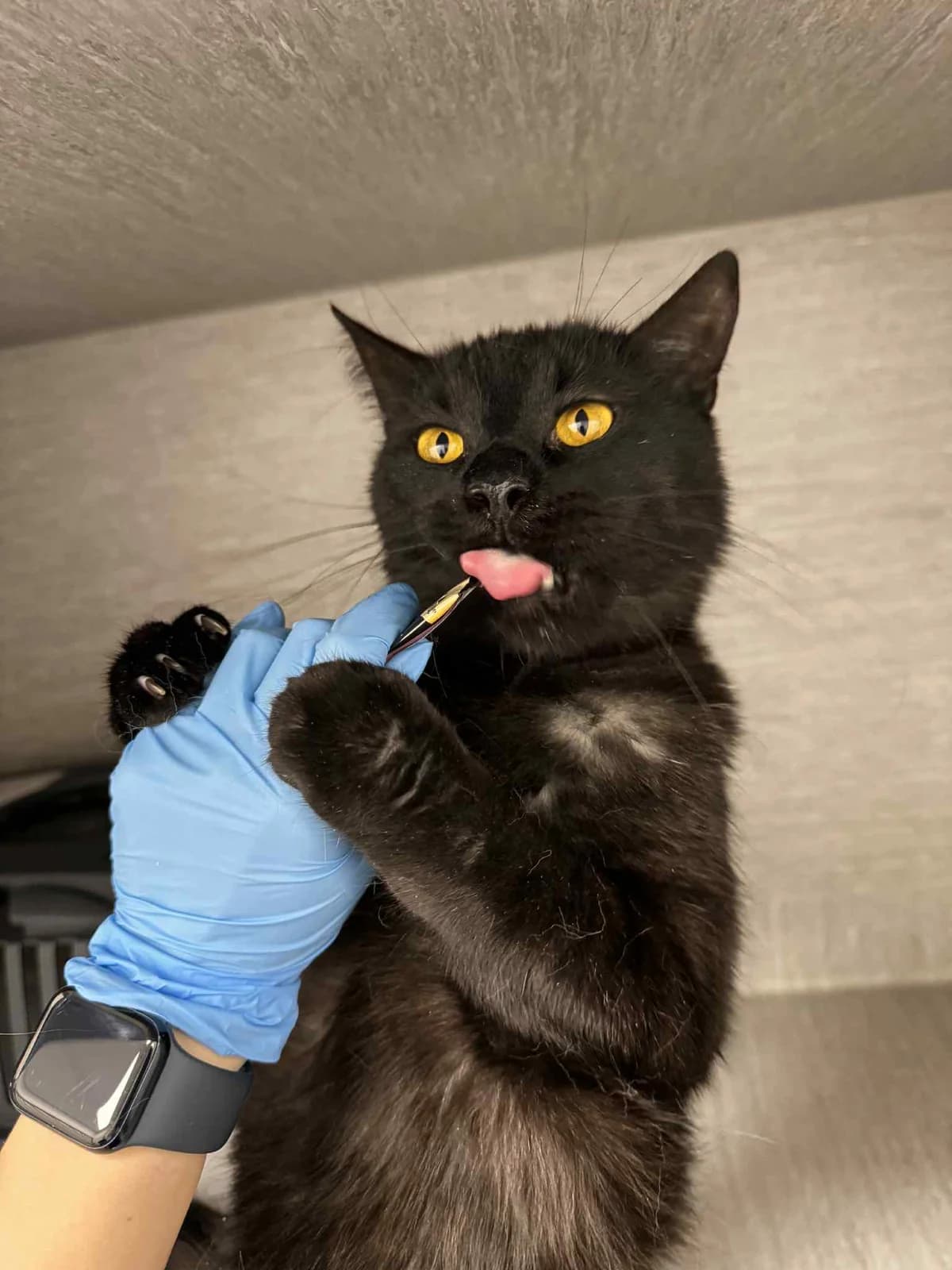 Ogis, male Mixed Breed for adoption at SOS Gyvūnai, Šalčininkų r. sav. — photo 2 of 6