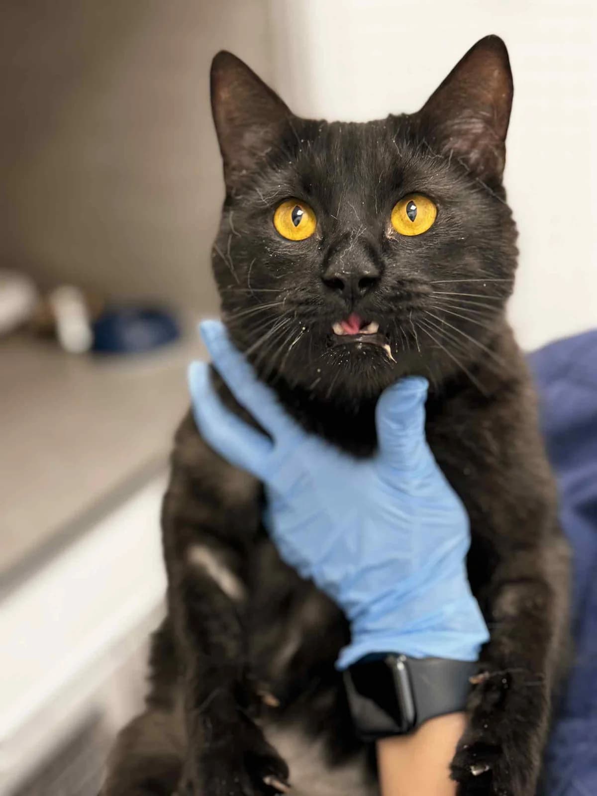 Ogis, male Mixed Breed for adoption at SOS Gyvūnai, Šalčininkų r. sav. — photo 3 of 6