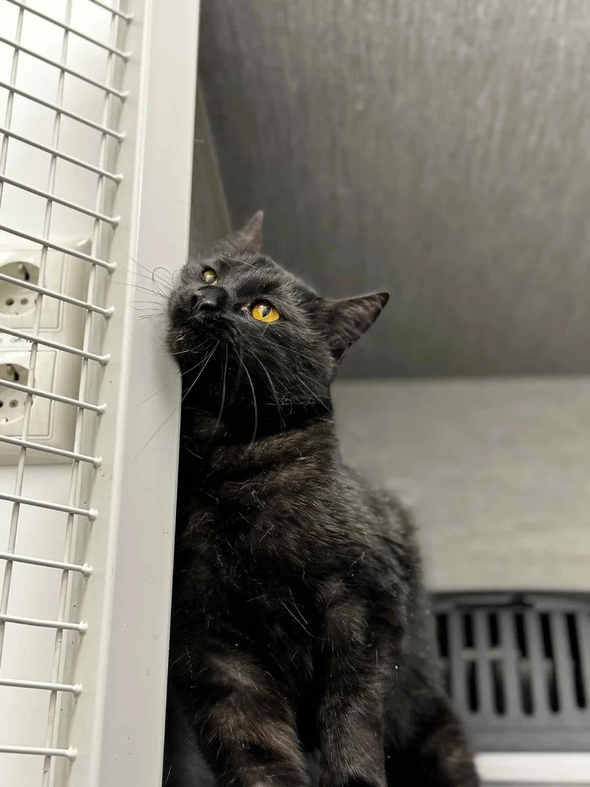 Ogis, male Mixed Breed for adoption at SOS Gyvūnai, Šalčininkų r. sav. — photo 4 of 6