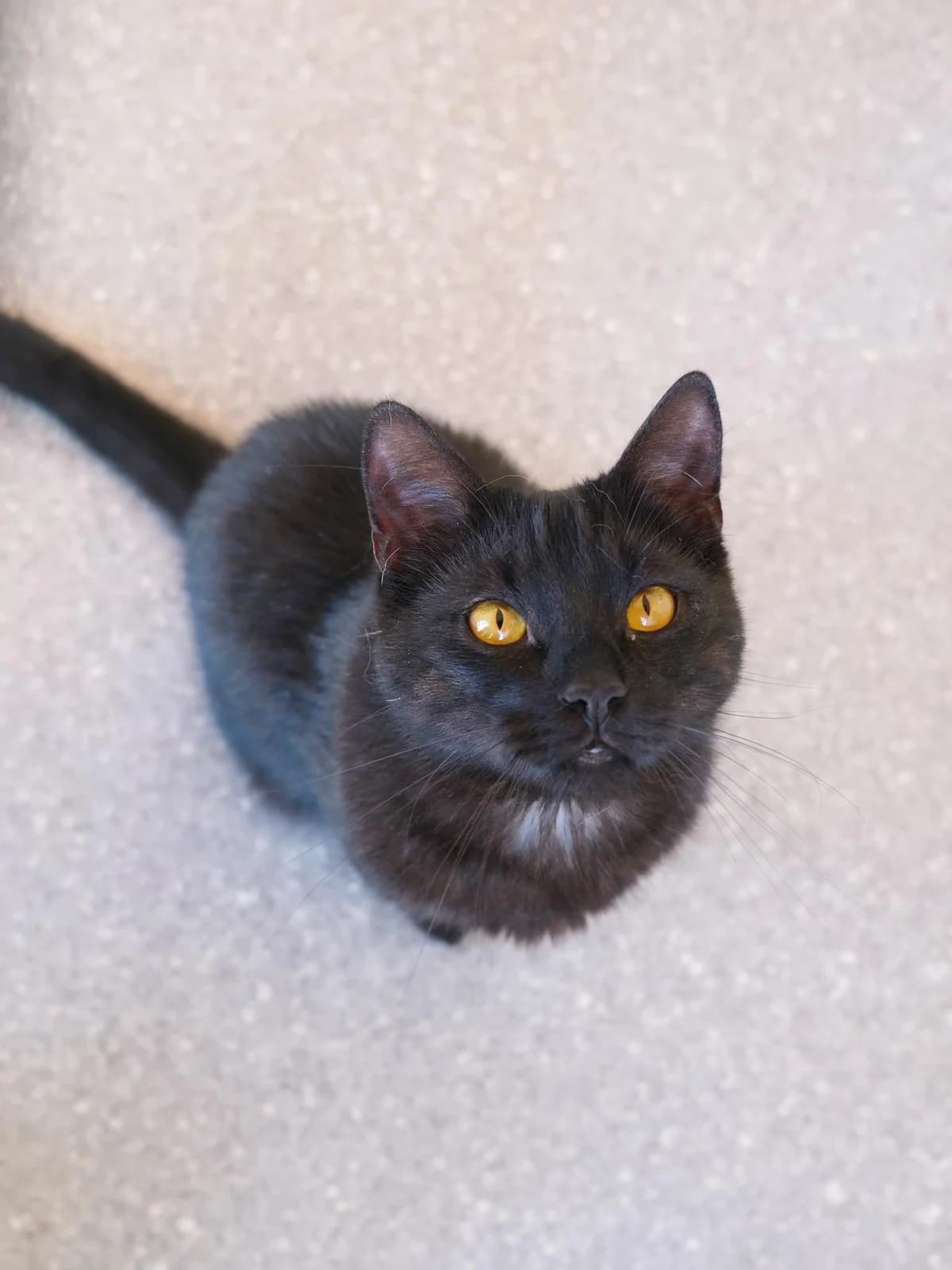 Ogis, male Mixed Breed for adoption at SOS Gyvūnai, Šalčininkų r. sav. — photo 5 of 6