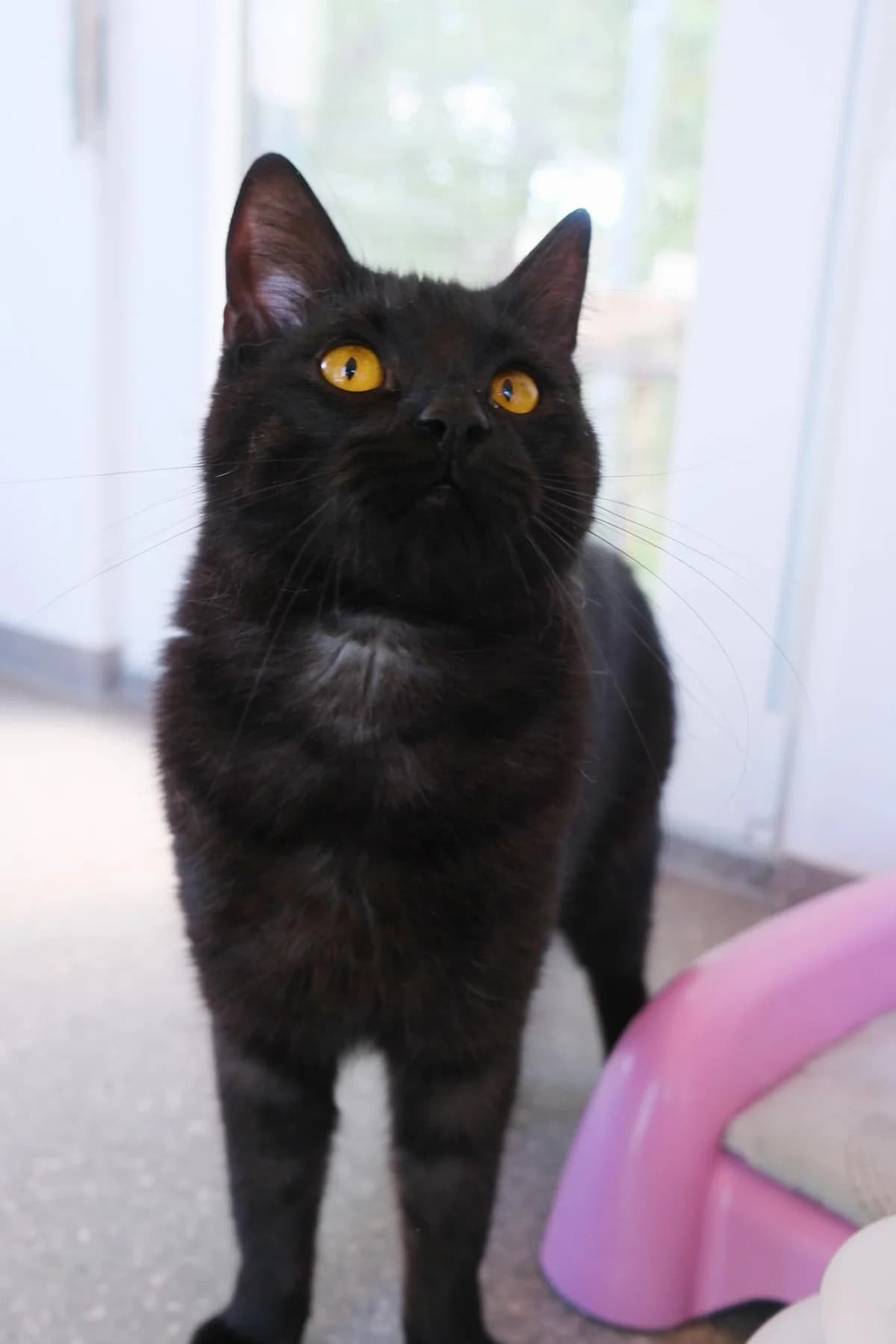 Ogis, male Mixed Breed for adoption at SOS Gyvūnai, Šalčininkų r. sav. — photo 6 of 6