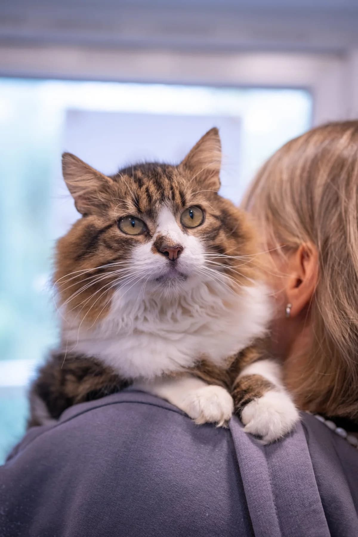 Eldorado, male Mixed Breed for adoption at SOS Gyvūnai, Šalčininkų r. sav.