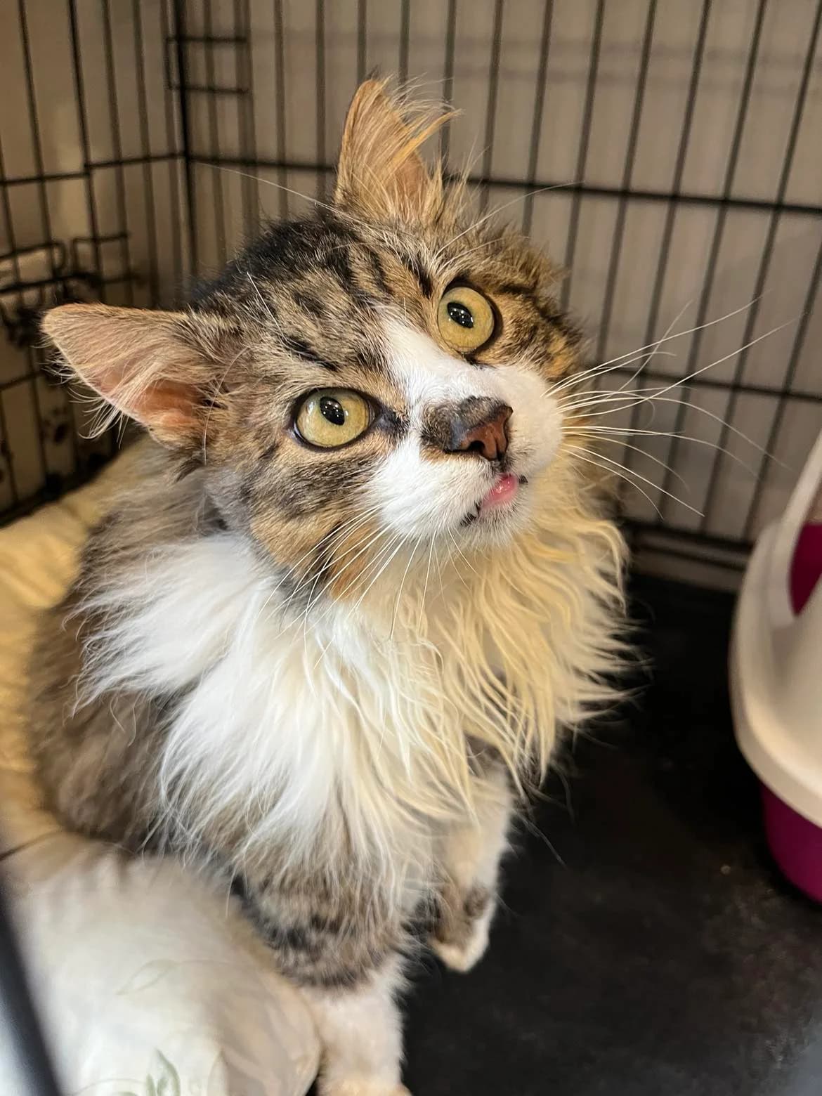 Eldorado, male Mixed Breed for adoption at SOS Gyvūnai, Šalčininkų r. sav. — photo 2 of 5