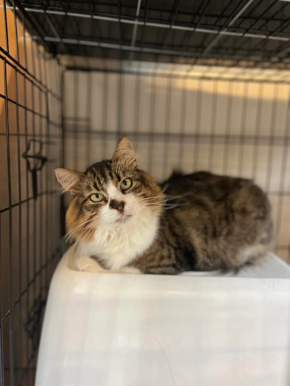 Eldorado, male Mixed Breed for adoption at SOS Gyvūnai, Šalčininkų r. sav. — photo 3 of 5