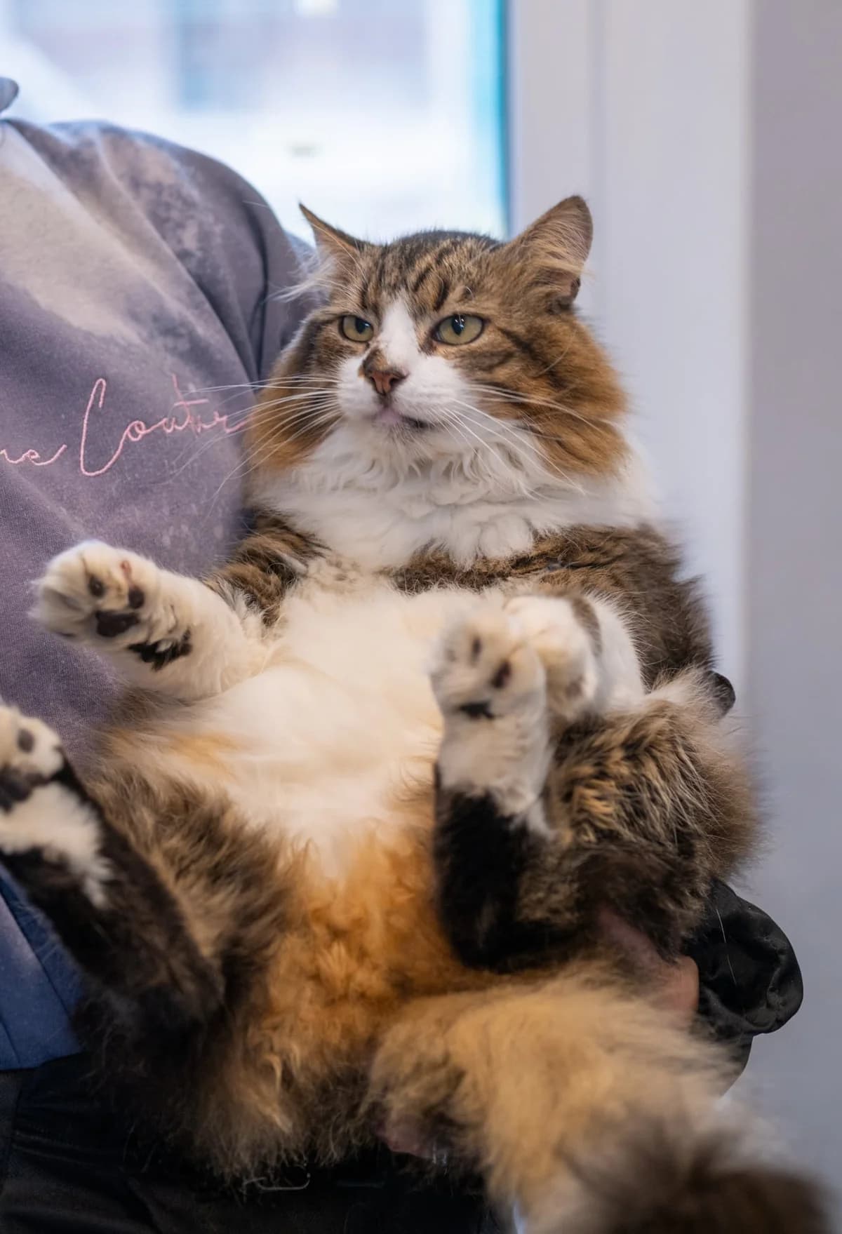 Eldorado, male Mixed Breed for adoption at SOS Gyvūnai, Šalčininkų r. sav. — photo 4 of 5