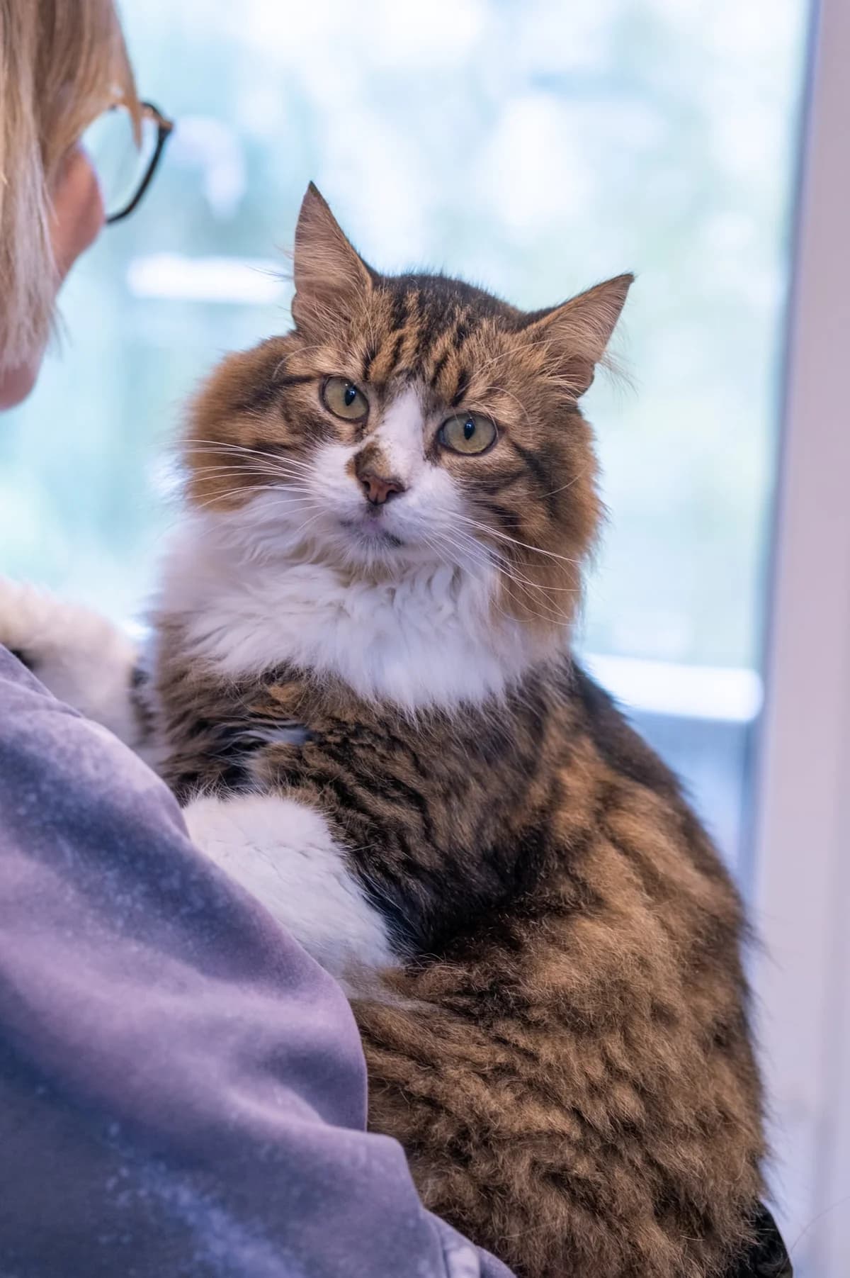 Eldorado, male Mixed Breed for adoption at SOS Gyvūnai, Šalčininkų r. sav. — photo 5 of 5