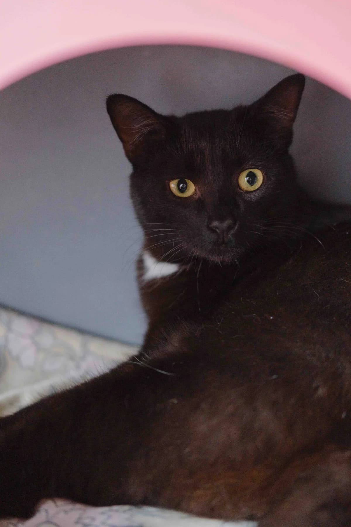 Šikšnys, male Mixed Breed for adoption at SOS Gyvūnai, Šalčininkų r. sav.