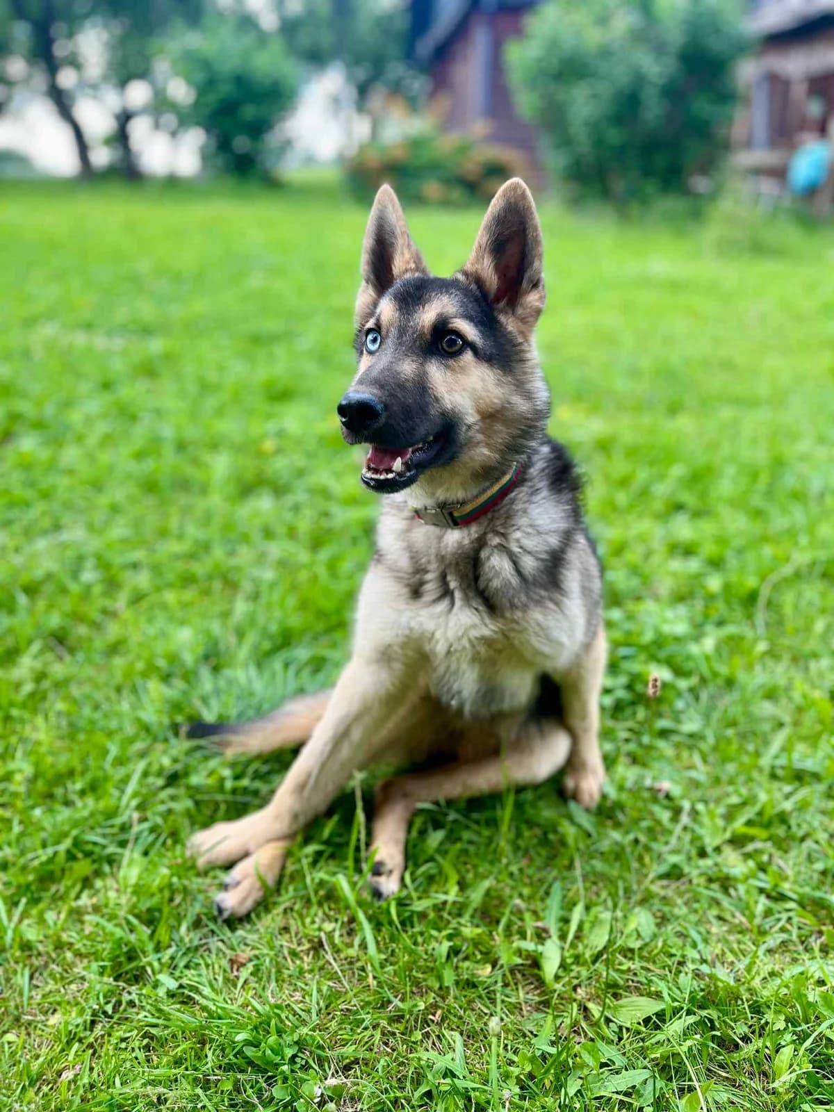 Porteris,  Mixed Breed for adoption at SOS Gyvūnai, Šalčininkų r. sav.