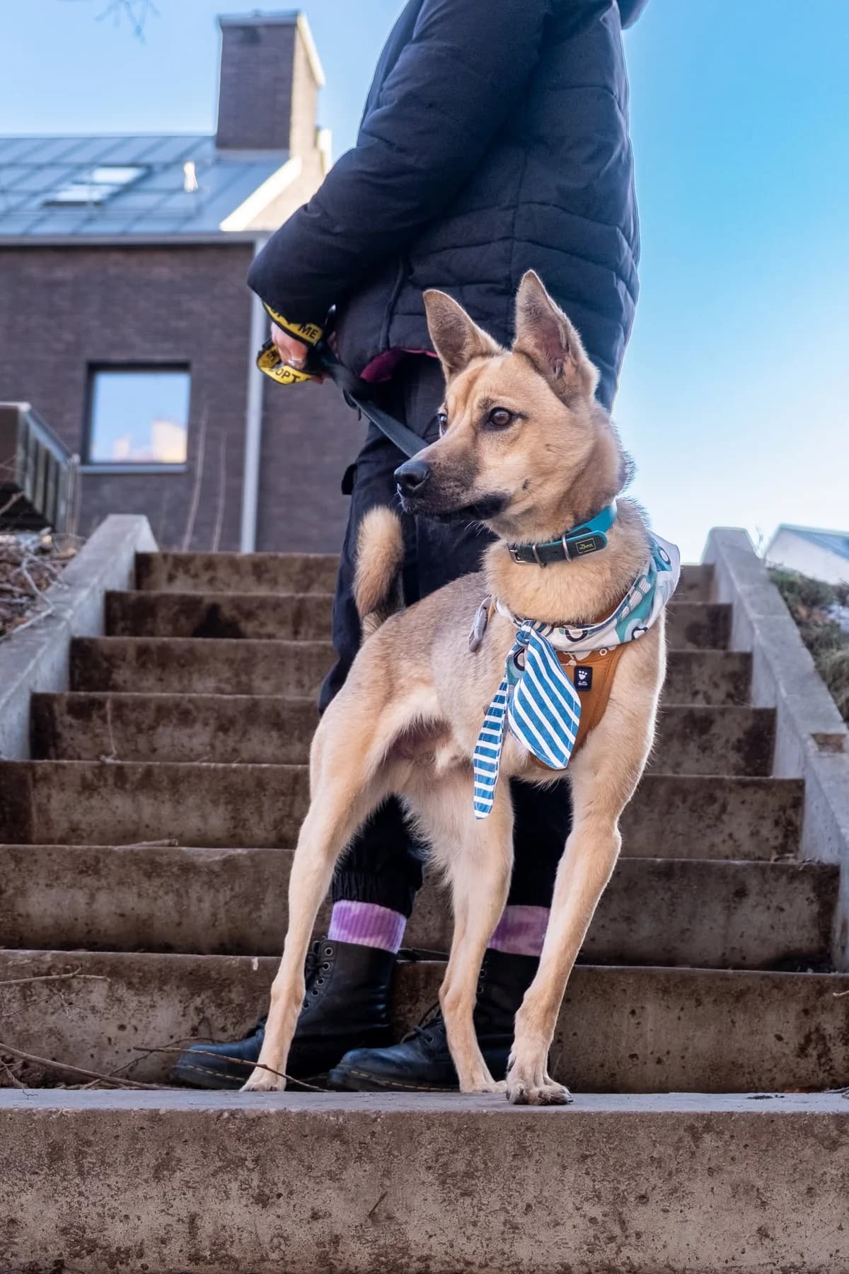 Laukas, male Mixed Breed for adoption at SOS Gyvūnai, Šalčininkų r. sav.