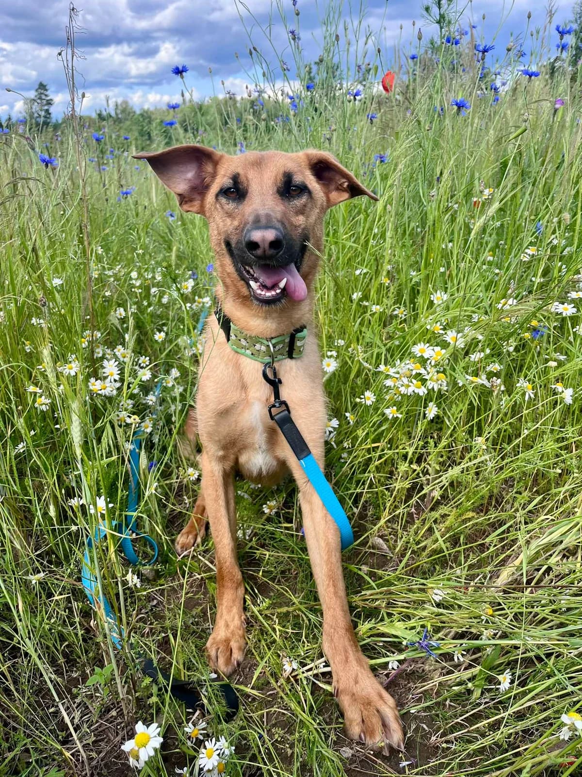 Neonas,  Mixed Breed for adoption at SOS Gyvūnai, Šalčininkų r. sav.
