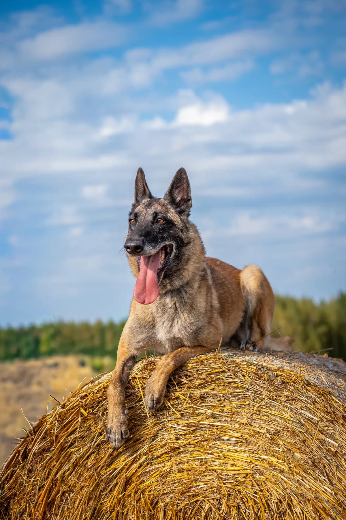 Zahra,  Mixed Breed for adoption at SOS Gyvūnai, Šalčininkų r. sav.