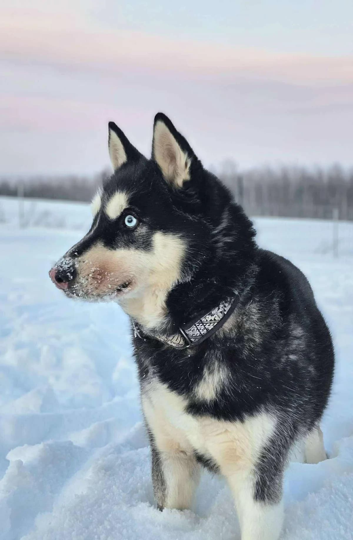 Taifūnas,  Mixed Breed for adoption at SOS Gyvūnai, Šalčininkų r. sav.