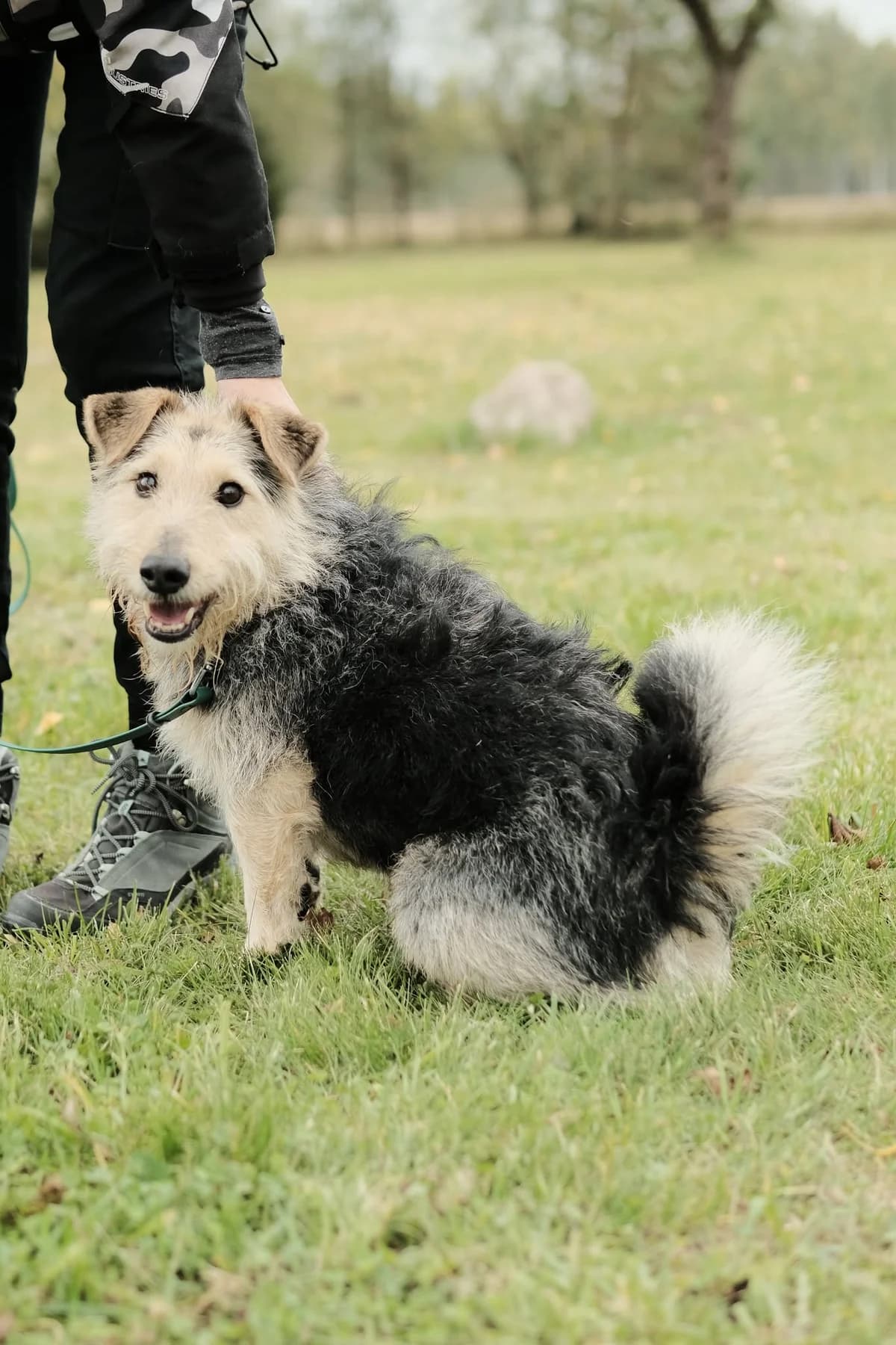 Šansas,  Mixed Breed for adoption at SOS Gyvūnai, Šalčininkų r. sav.