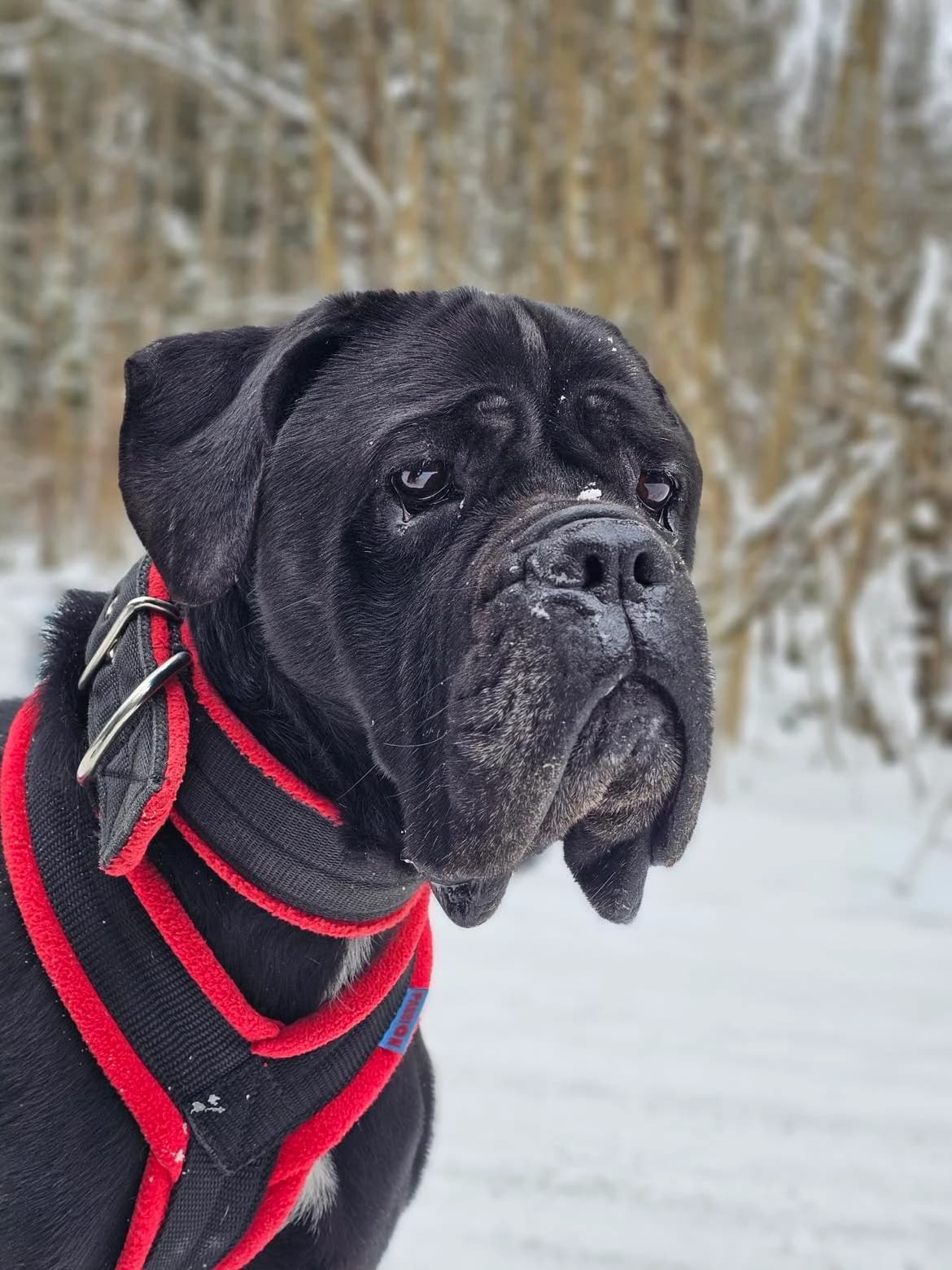 Mafinas,  Cane Corso for adoption at SOS Gyvūnai, Šalčininkų r. sav.