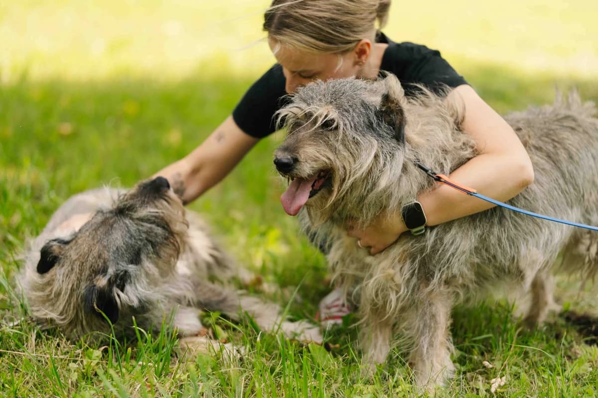 Liolikė ir Bolikė,  senior Mixed Breed for adoption at SOS Gyvūnai, Šalčininkų r. sav.