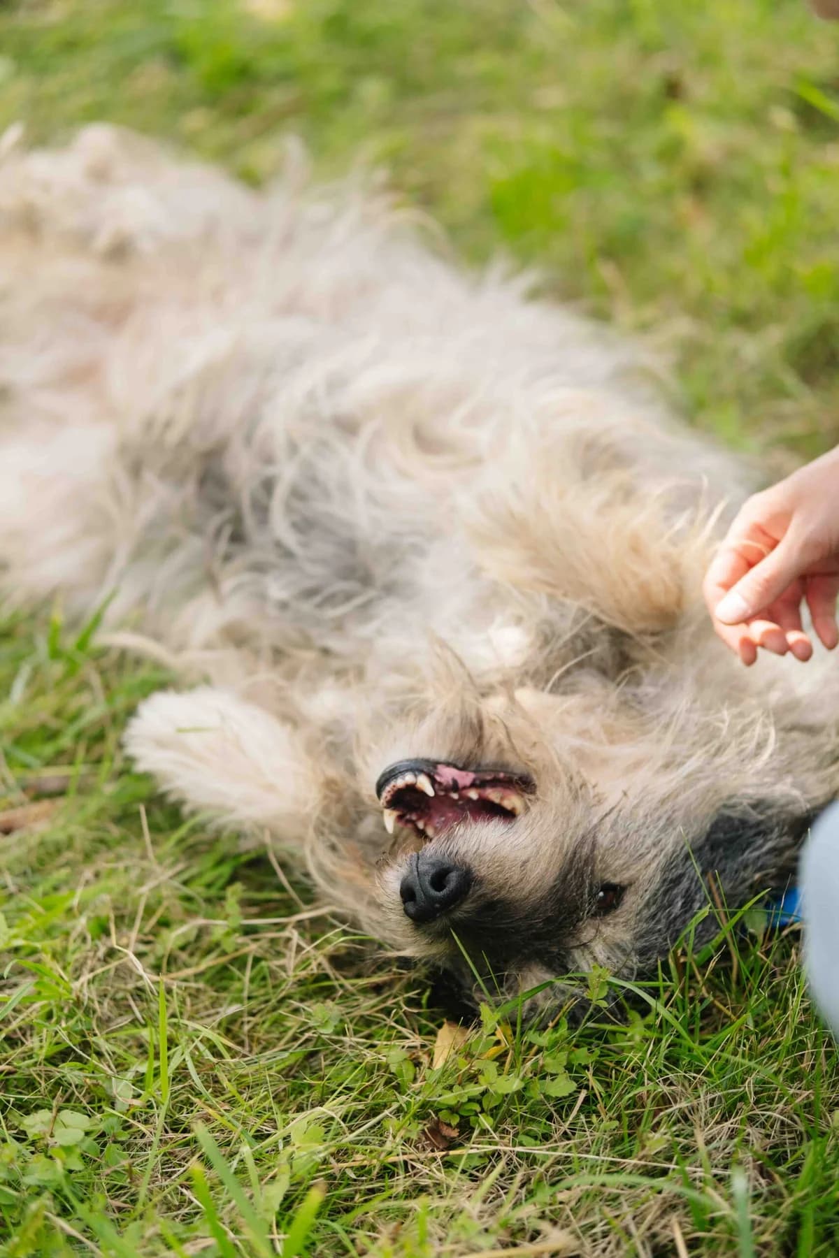 Liolikė ir Bolikė,  Mixed Breed for adoption at SOS Gyvūnai, Šalčininkų r. sav. — photo 2 of 4