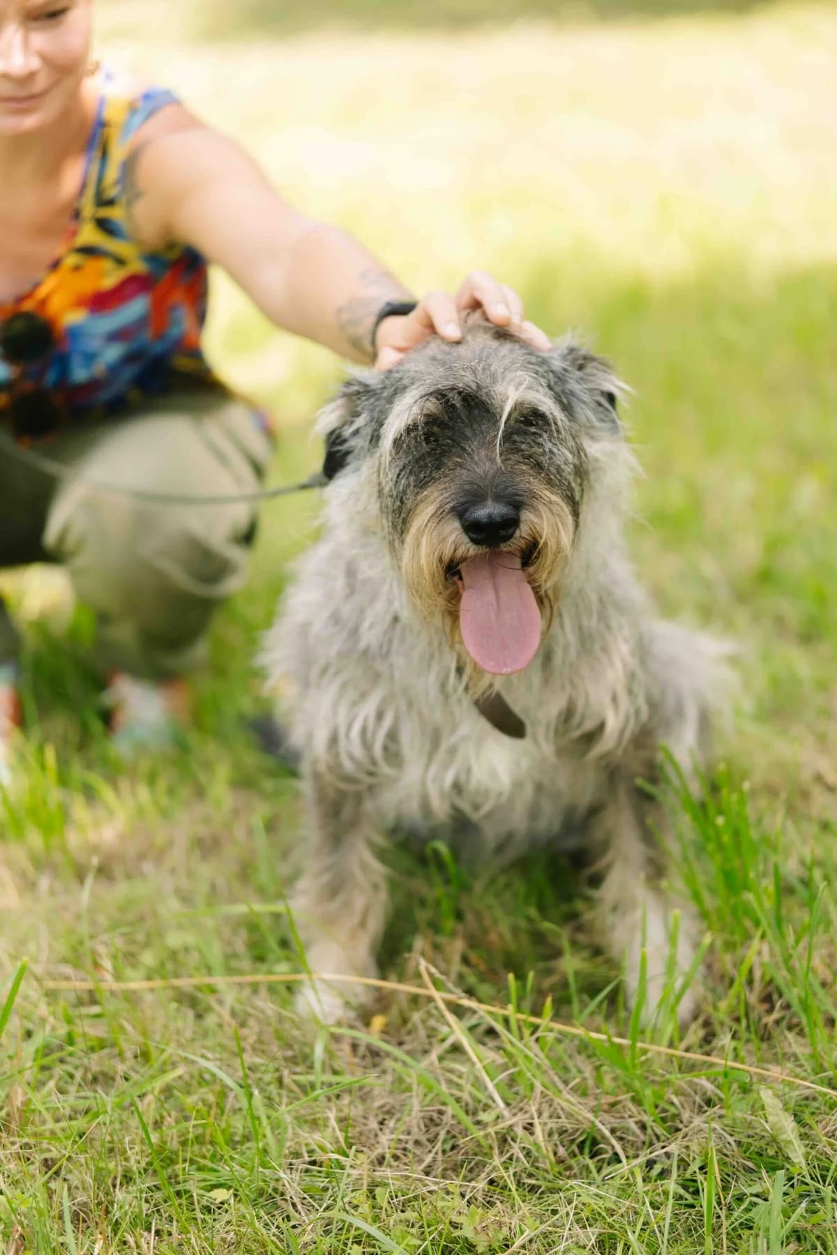 Liolikė ir Bolikė,  Mixed Breed for adoption at SOS Gyvūnai, Šalčininkų r. sav. — photo 3 of 4