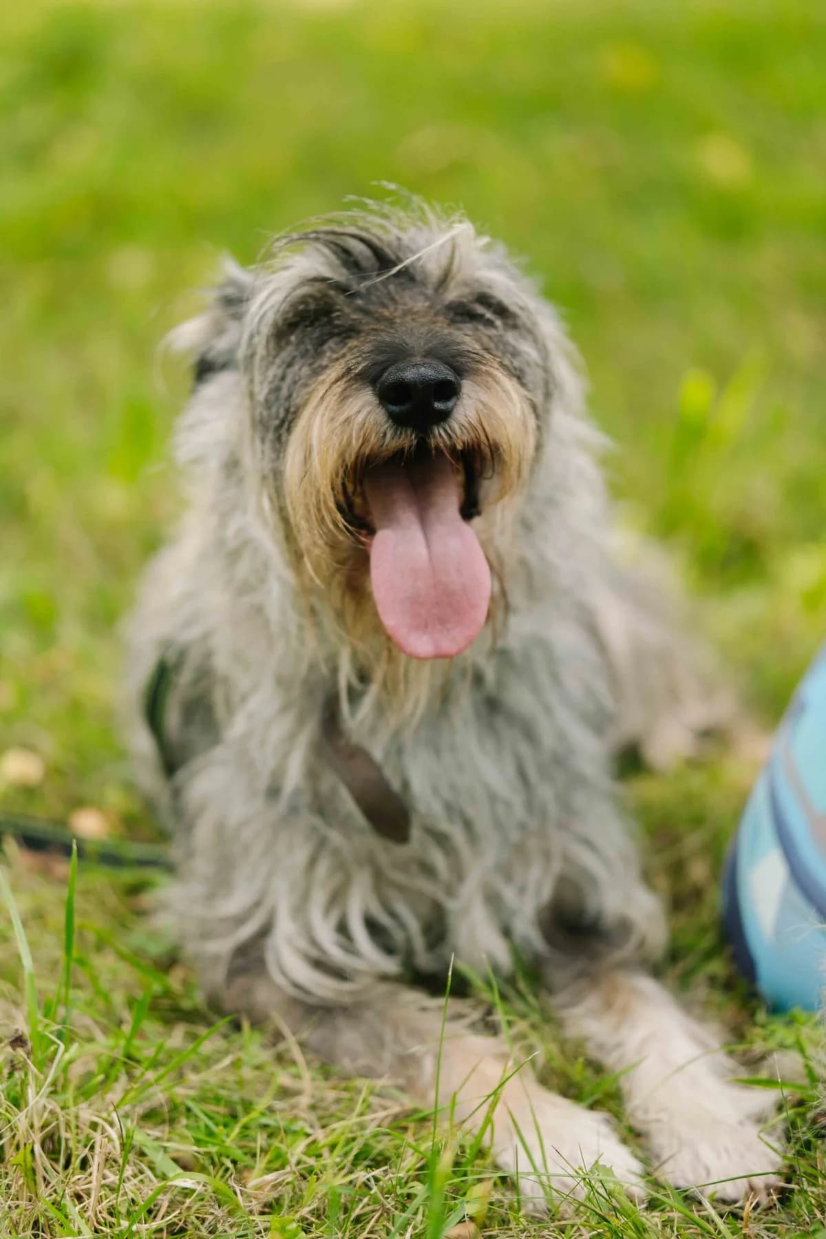 Liolikė ir Bolikė,  Mixed Breed for adoption at SOS Gyvūnai, Šalčininkų r. sav. — photo 4 of 4