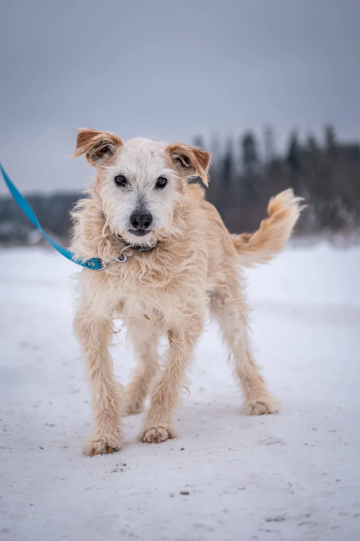 Gvazdikėlis,  Mixed Breed for adoption at SOS Gyvūnai, Šalčininkų r. sav.