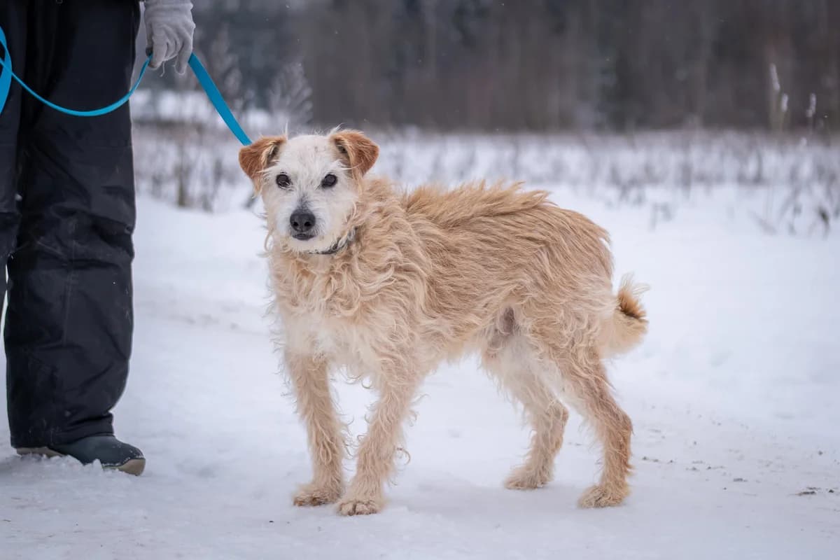 Gvazdikėlis,  Mixed Breed for adoption at SOS Gyvūnai, Šalčininkų r. sav. — photo 3 of 9