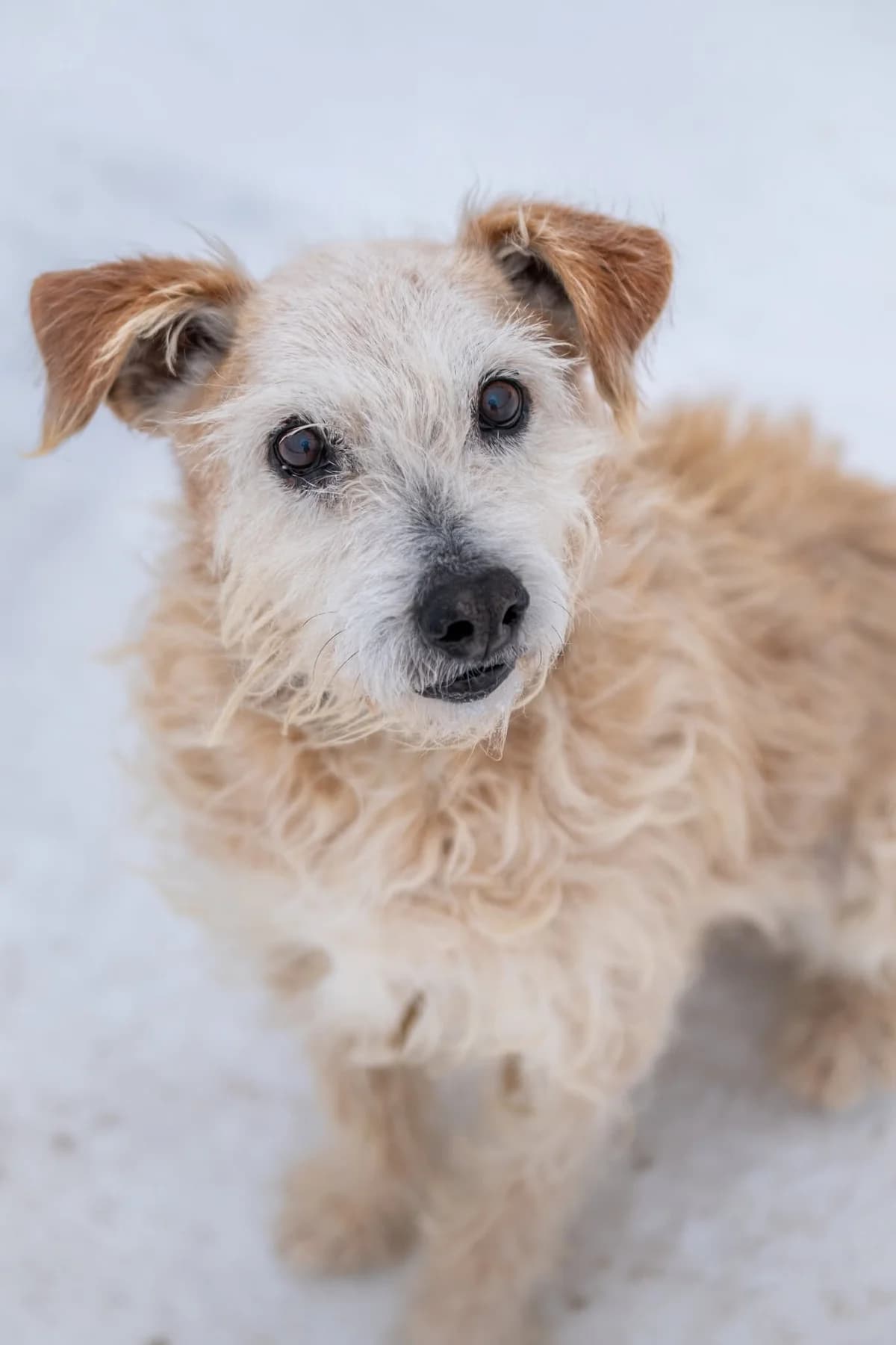 Gvazdikėlis,  Mixed Breed for adoption at SOS Gyvūnai, Šalčininkų r. sav. — photo 4 of 9