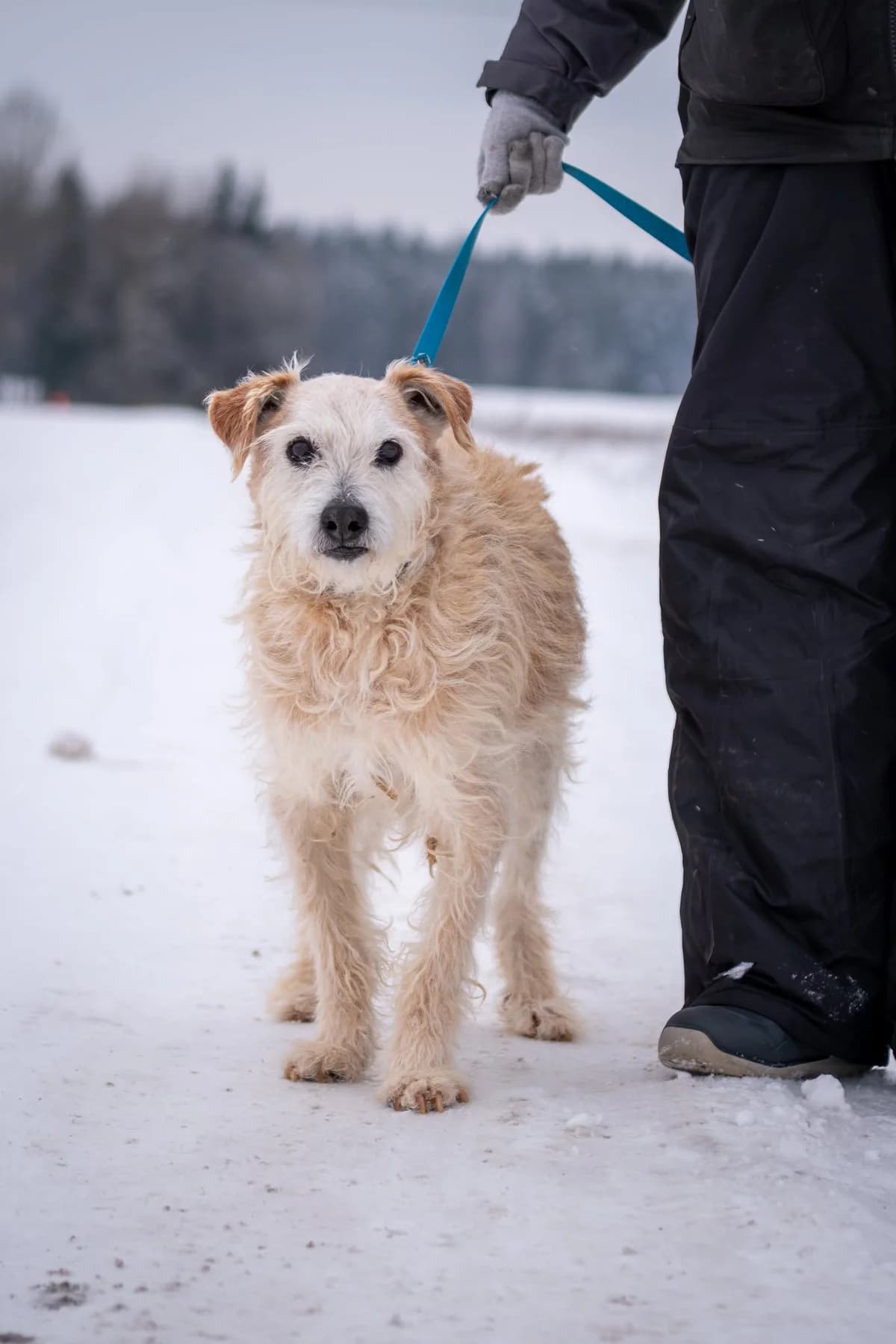 Gvazdikėlis,  Mixed Breed for adoption at SOS Gyvūnai, Šalčininkų r. sav. — photo 5 of 9