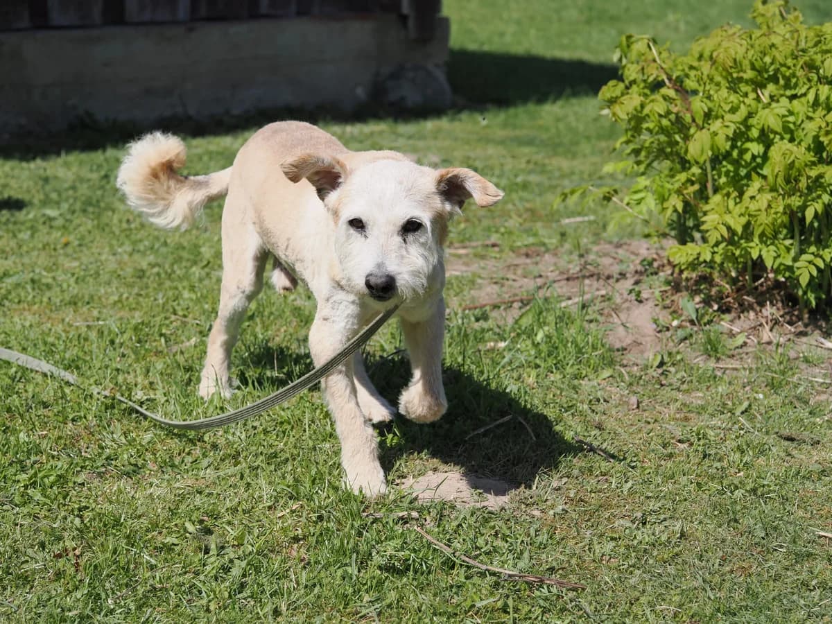 Gvazdikėlis,  Mixed Breed for adoption at SOS Gyvūnai, Šalčininkų r. sav. — photo 6 of 9