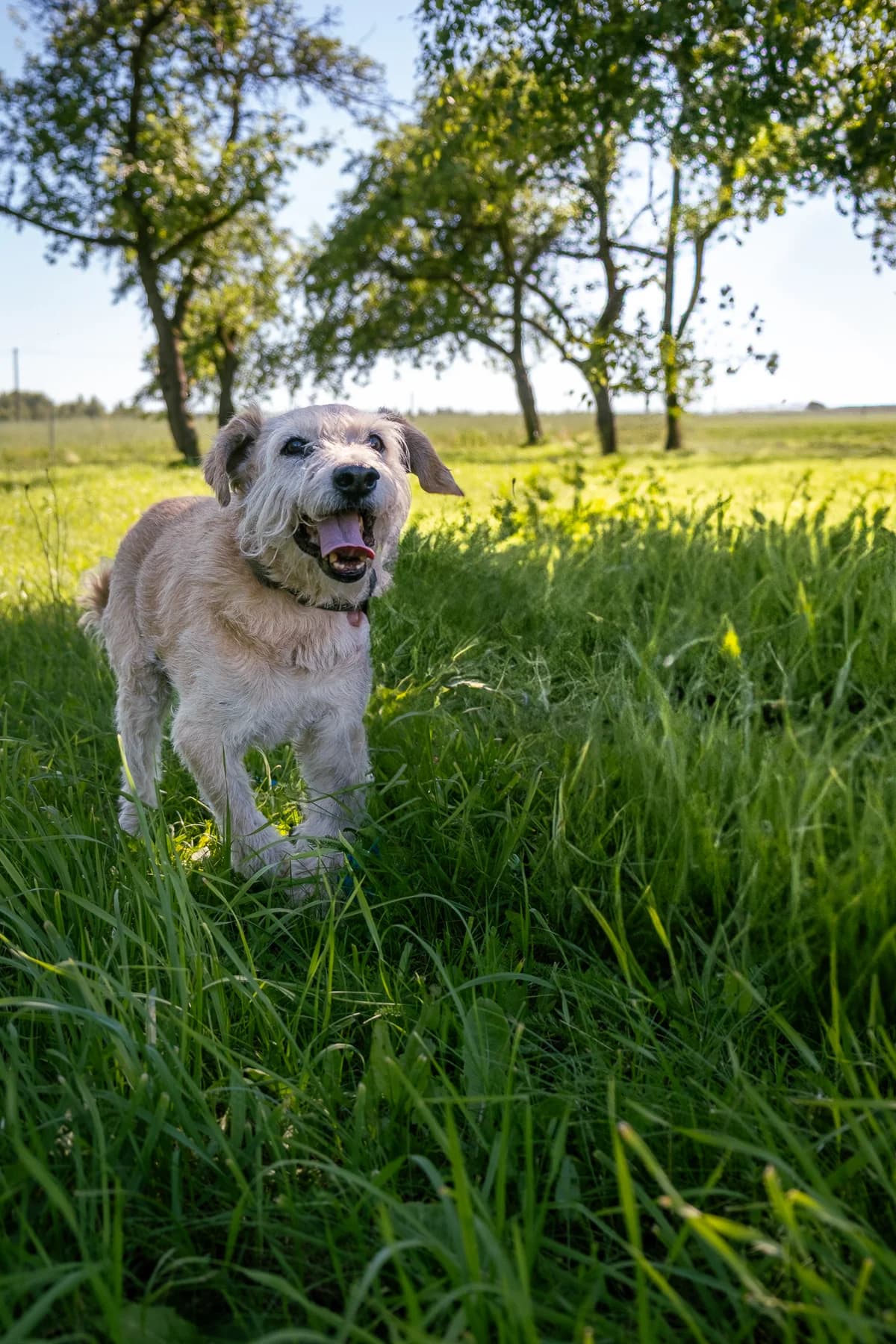 Gvazdikėlis,  Mixed Breed for adoption at SOS Gyvūnai, Šalčininkų r. sav. — photo 7 of 9