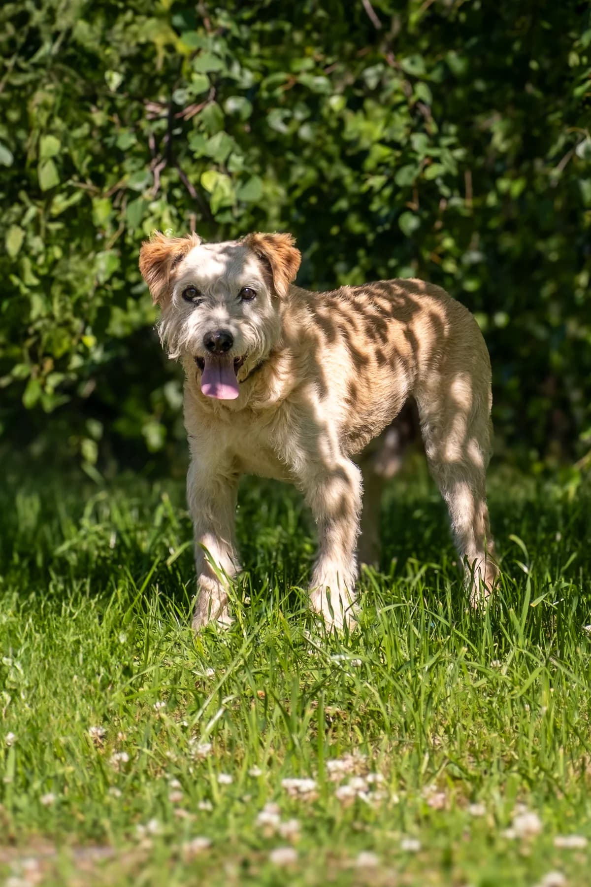 Gvazdikėlis,  Mixed Breed for adoption at SOS Gyvūnai, Šalčininkų r. sav. — photo 8 of 9